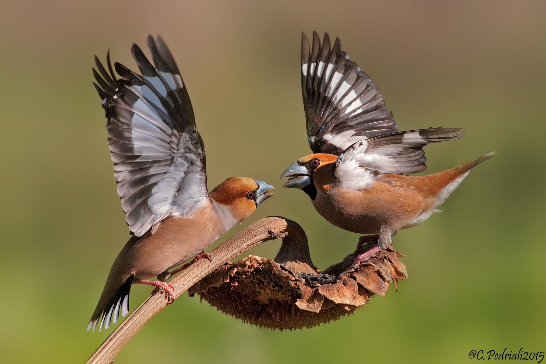 Hawfinches males fighting for a grain ......