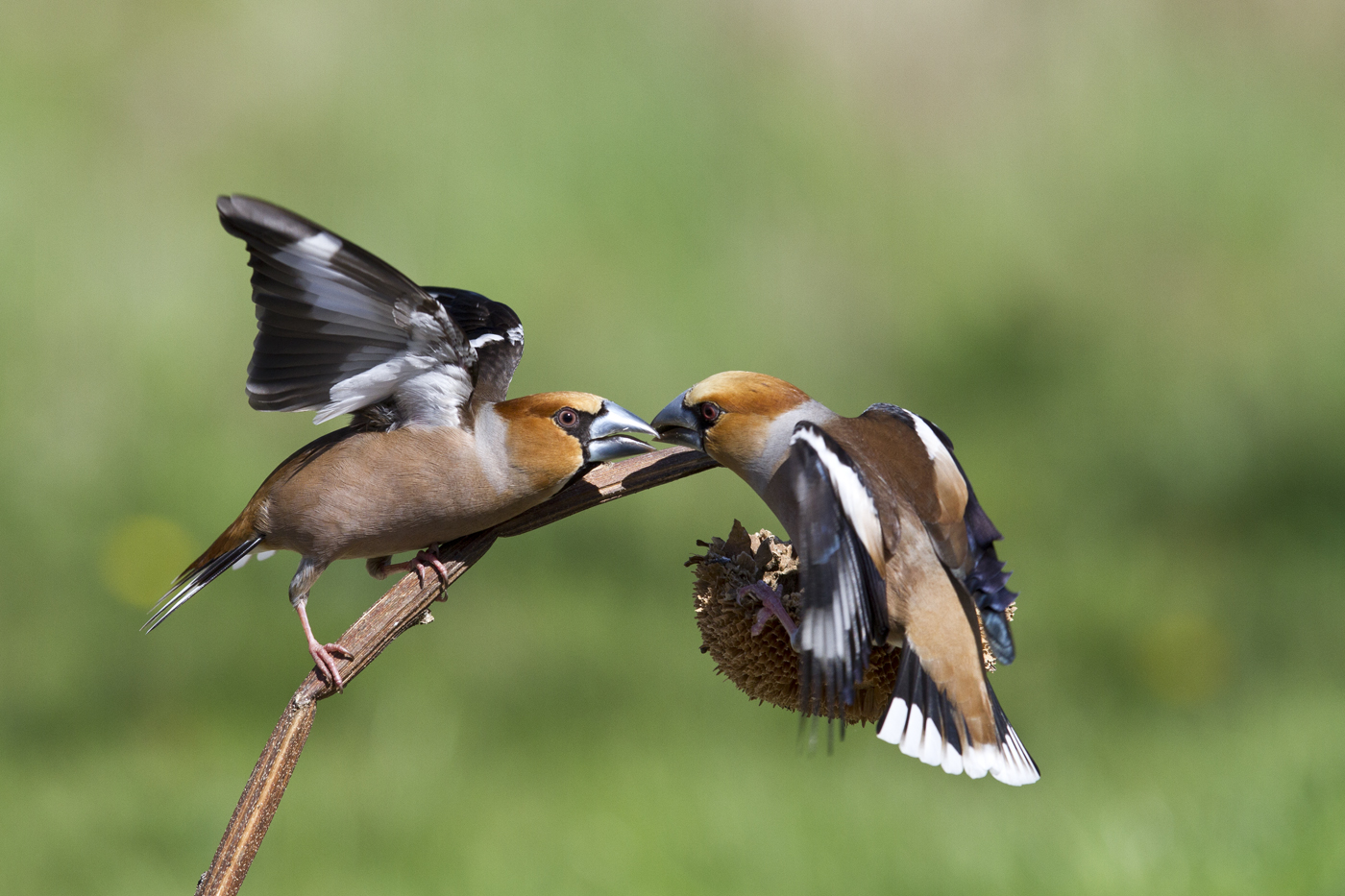 Hawfinches in lite...