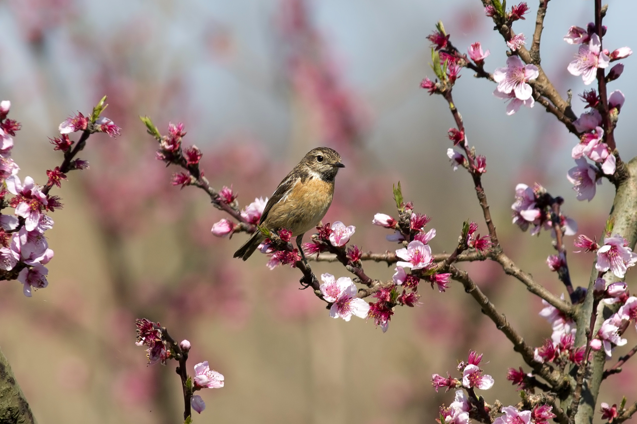 Stonechat (f)...