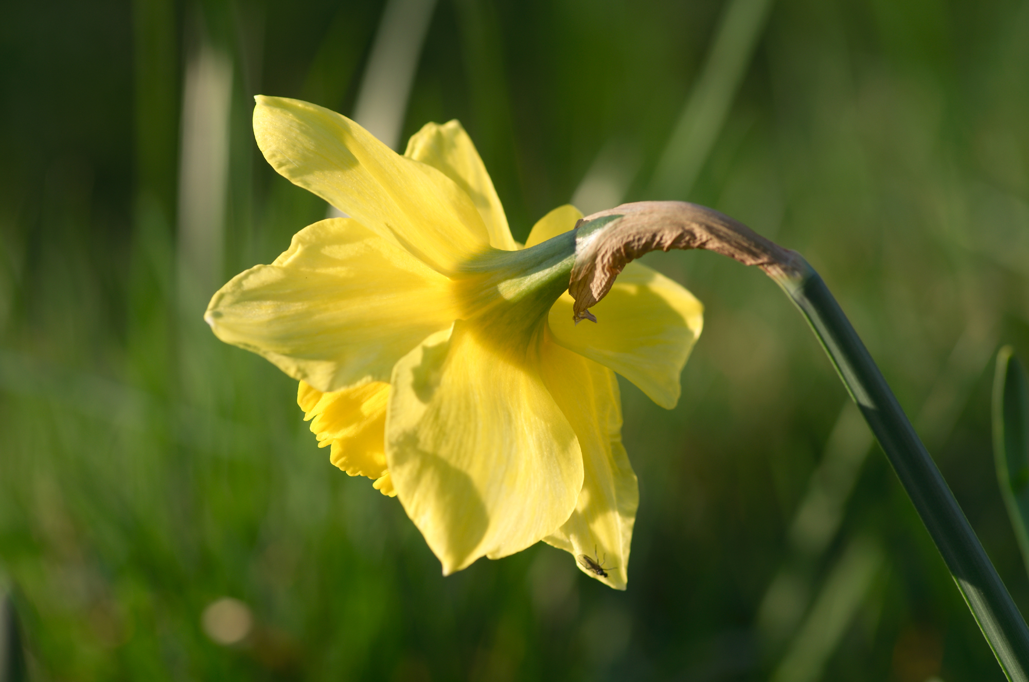 narciso nel prato...