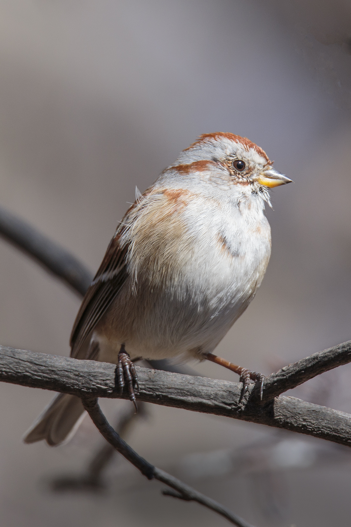 Feild Sparrow...