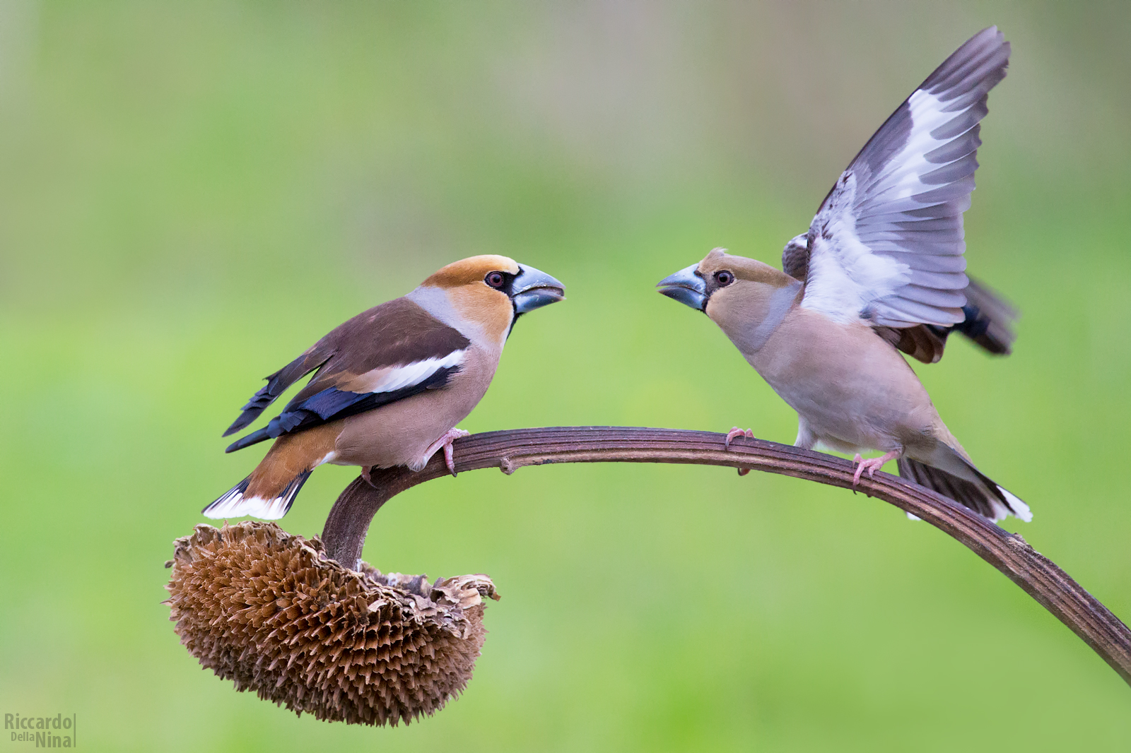 Hawfinches...