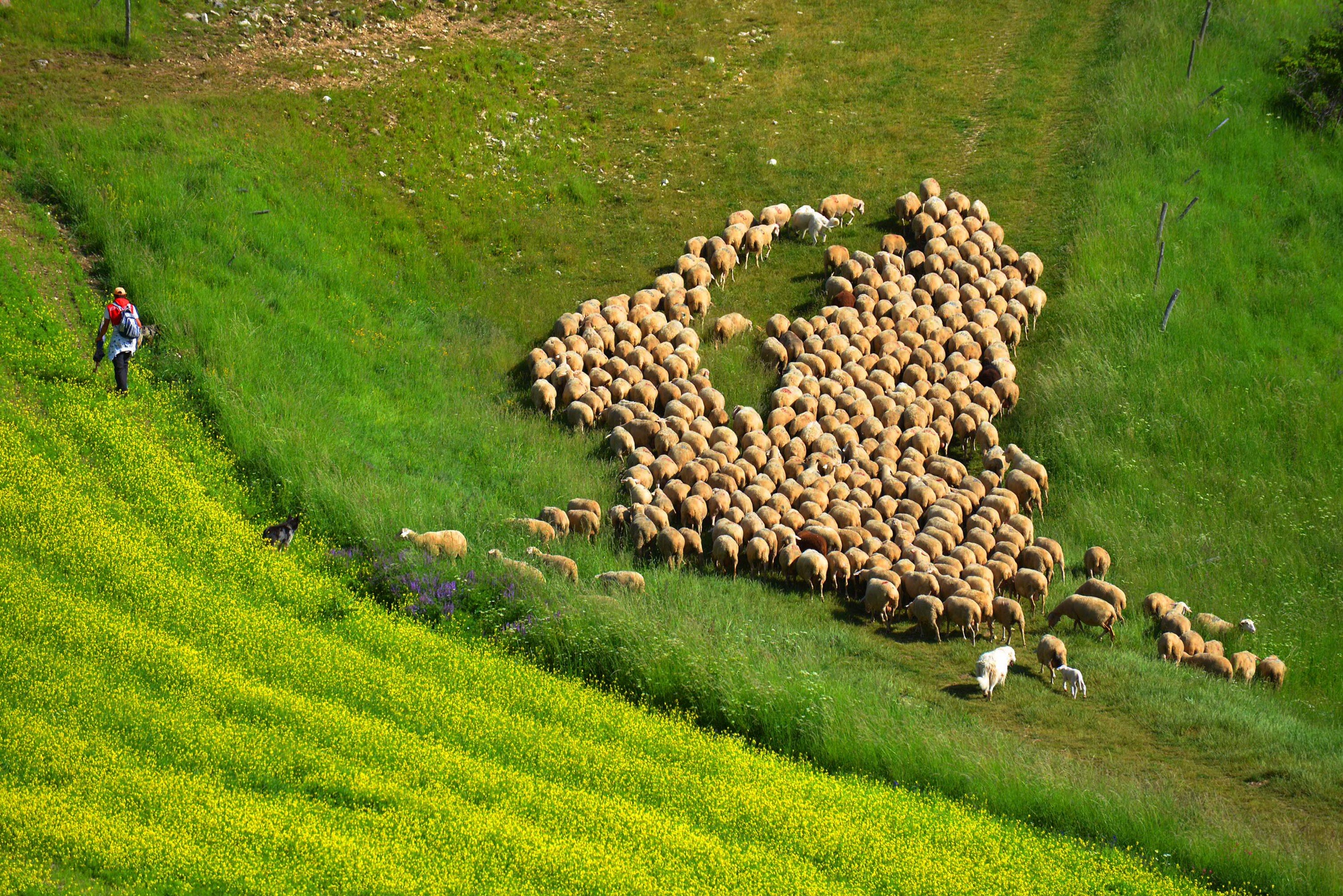 Flocks of sheep in Castelluccio...