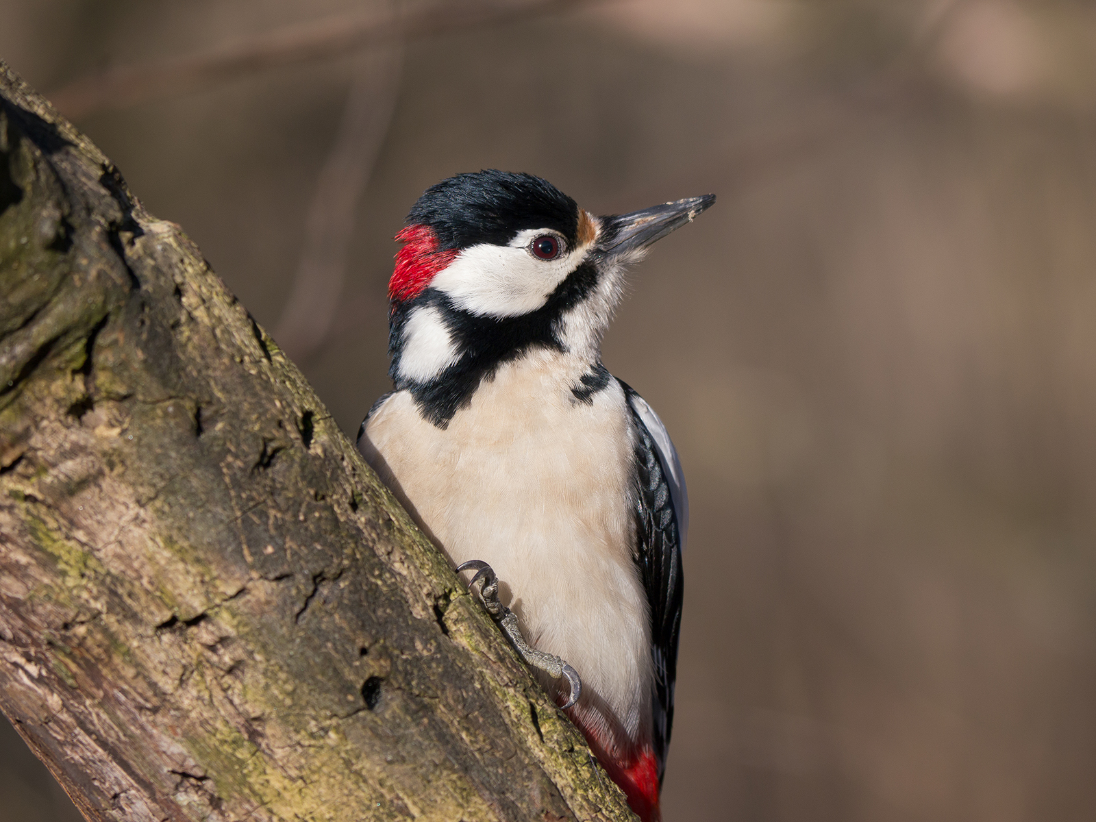 Spotted Woodpecker (male)...