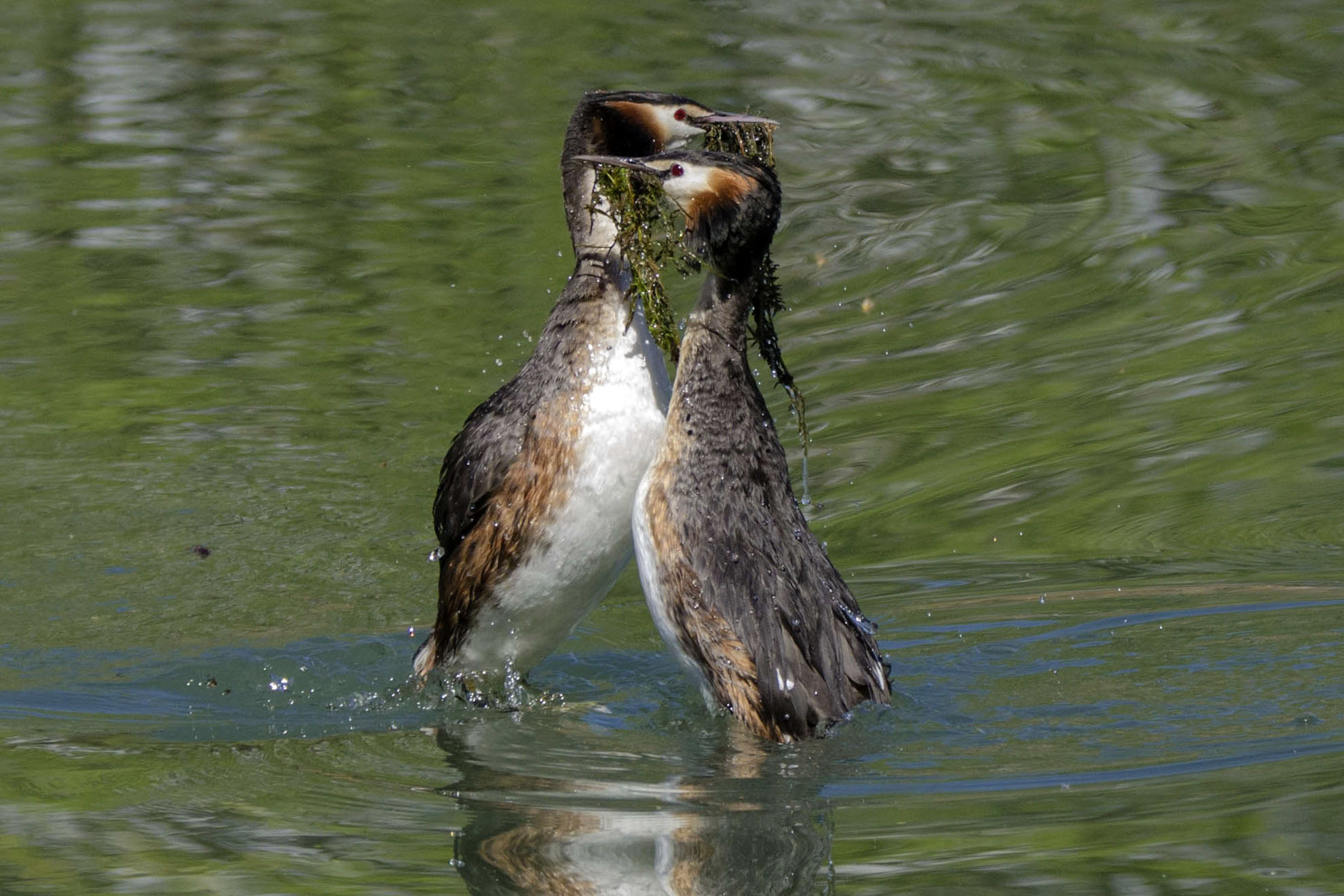 Grebes in courtship...