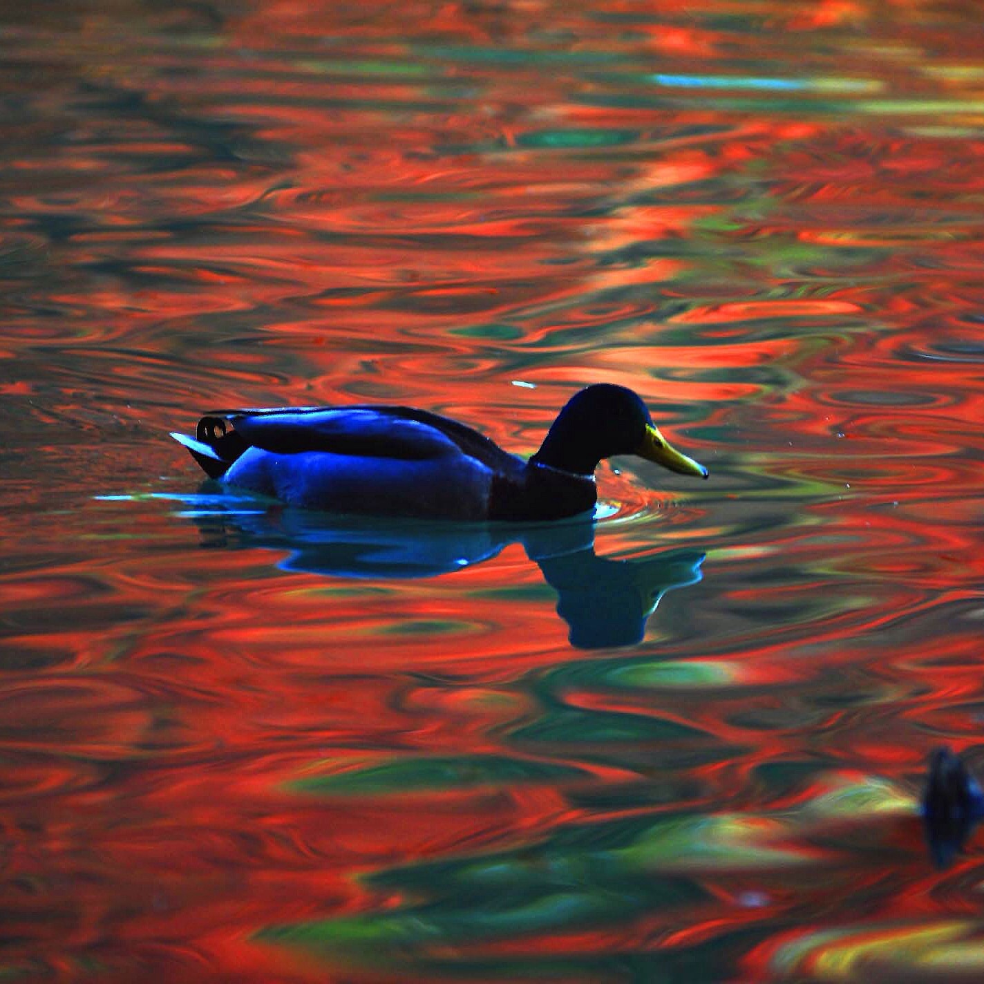 Duck on Golden Pond....