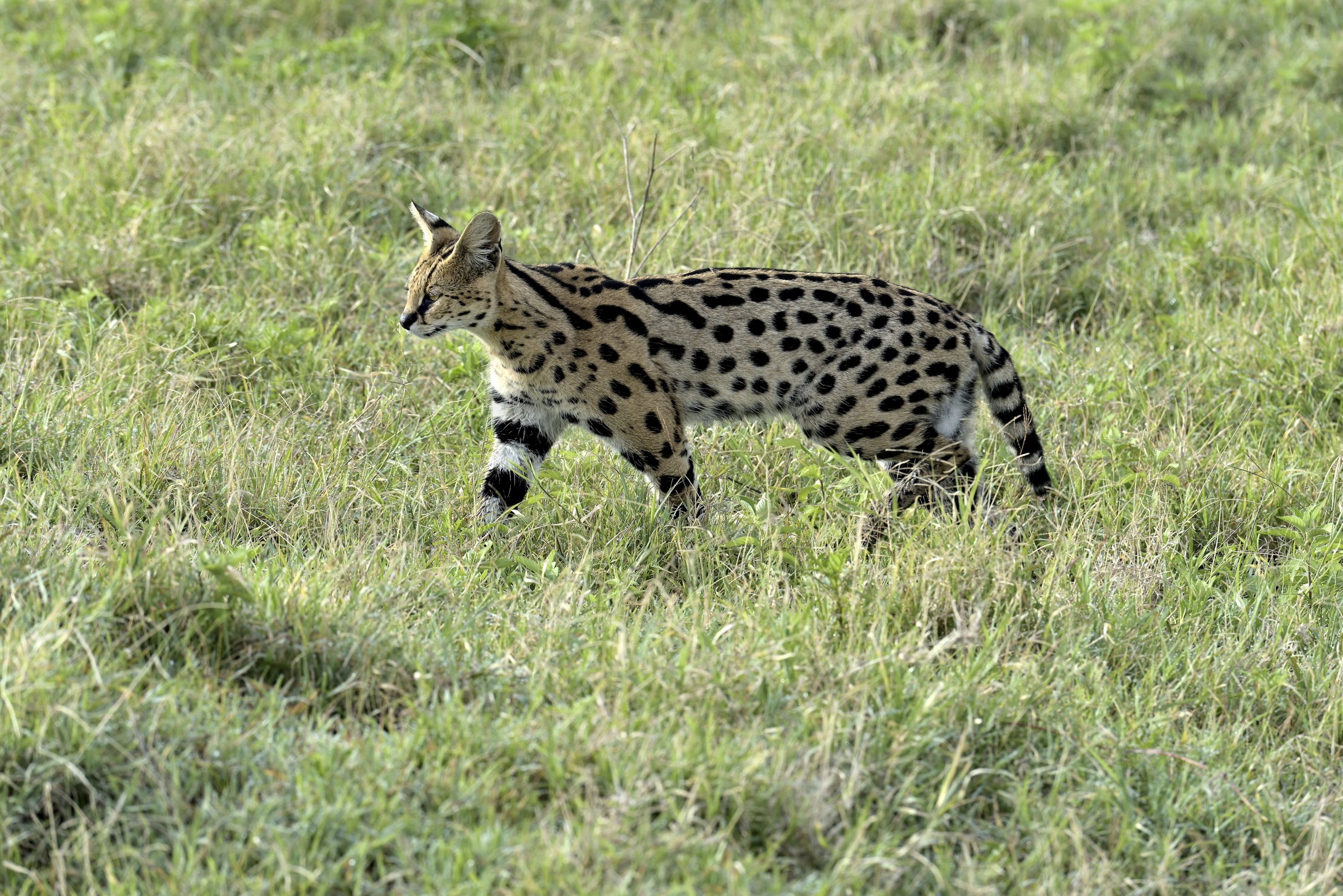 Tanzania 2015 -Serval...