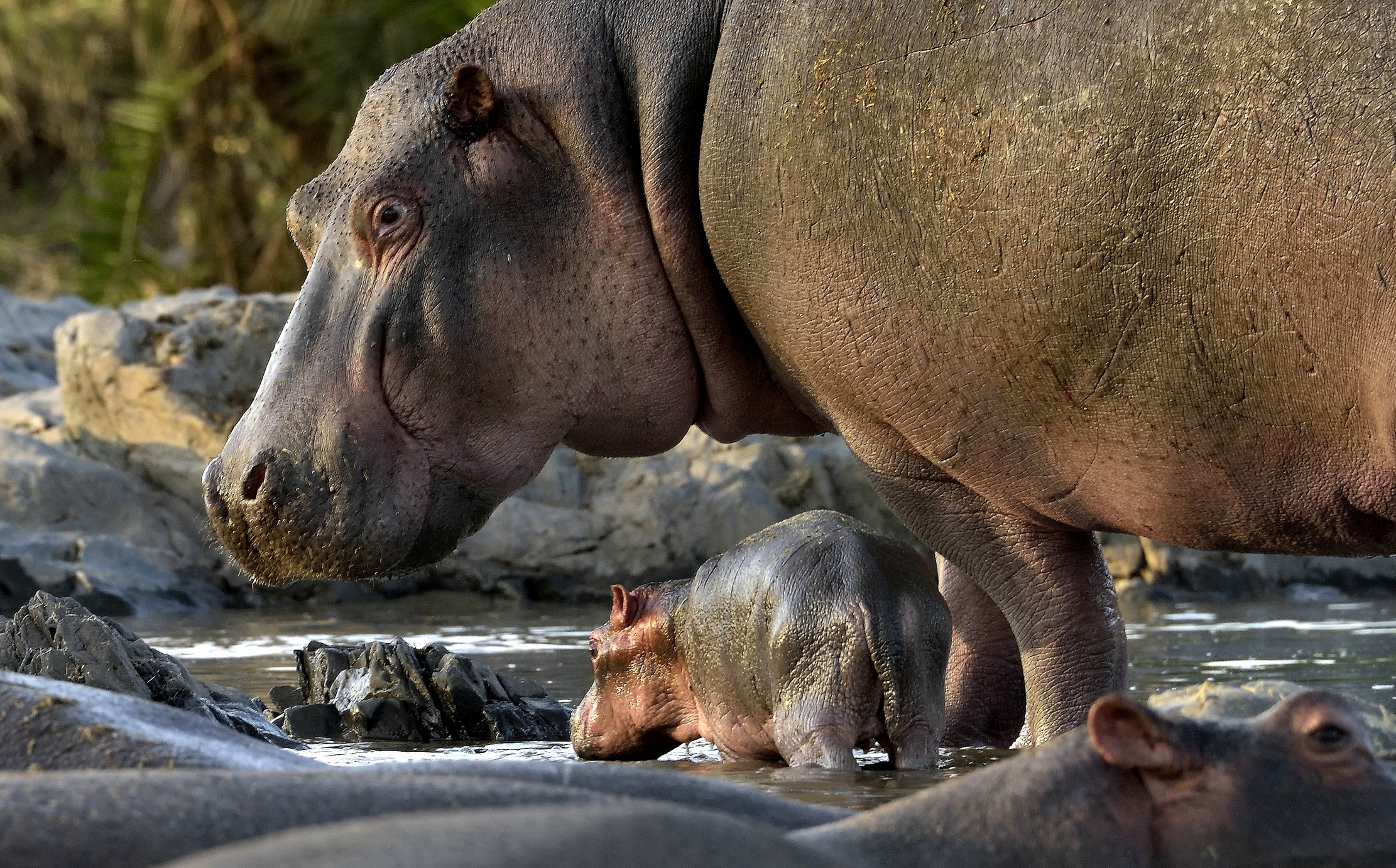 Tanzania 2015 - Ippo small...