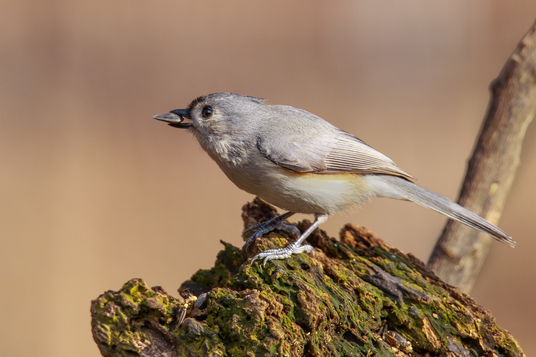 Tufted Titmouse 2...