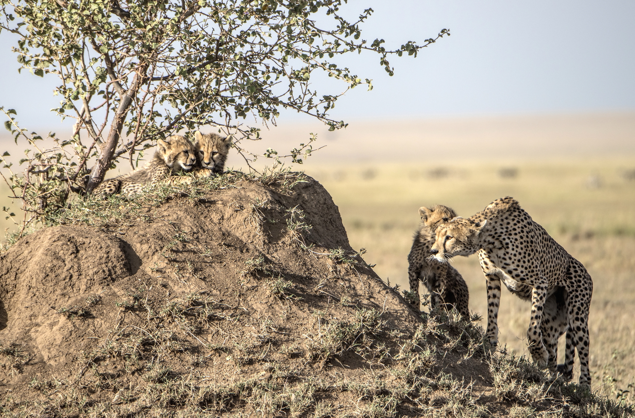 Tanzania 2015 - The cucuzzolo...