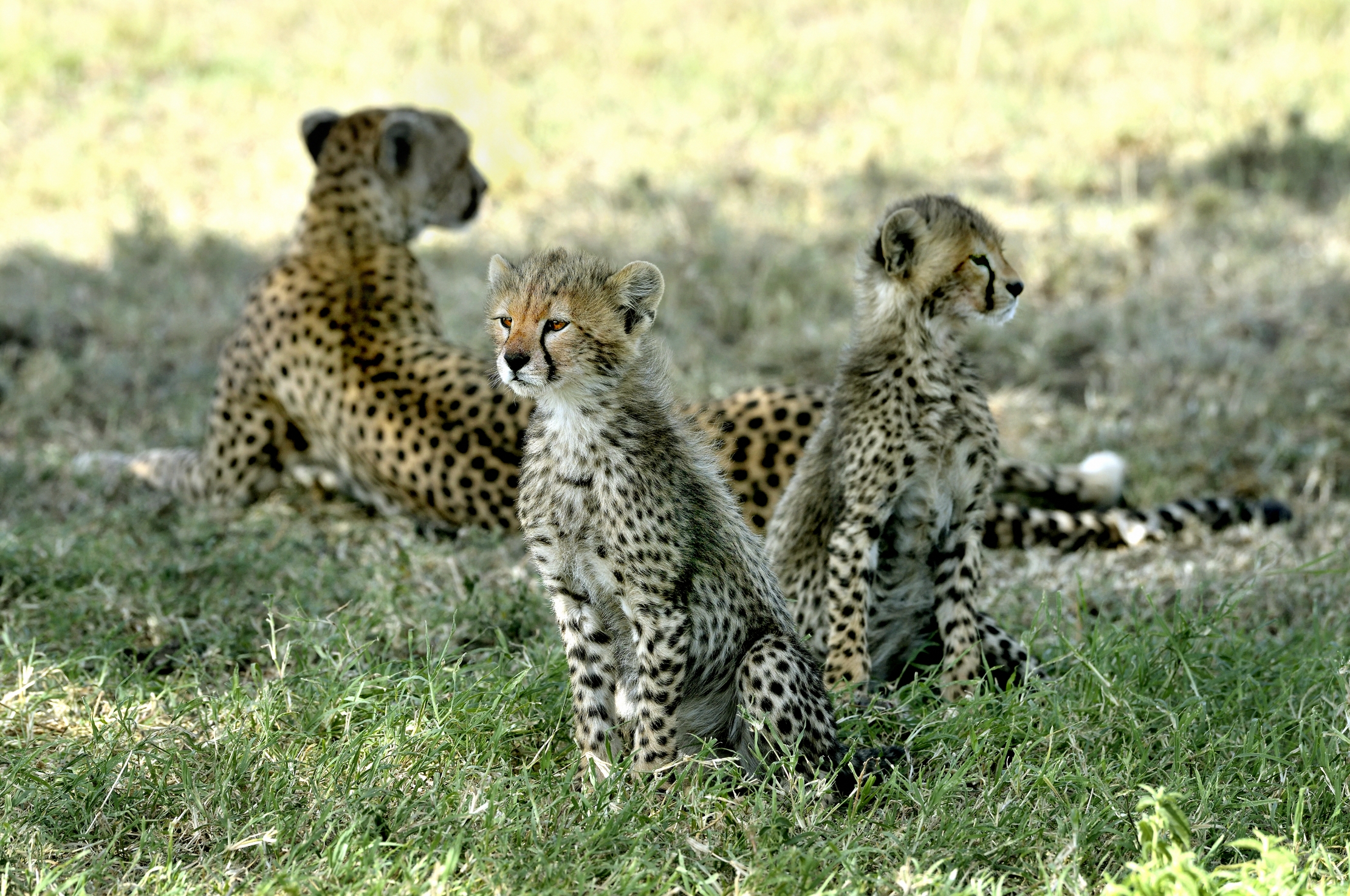 Tanzania 2015 - Ghepardini...