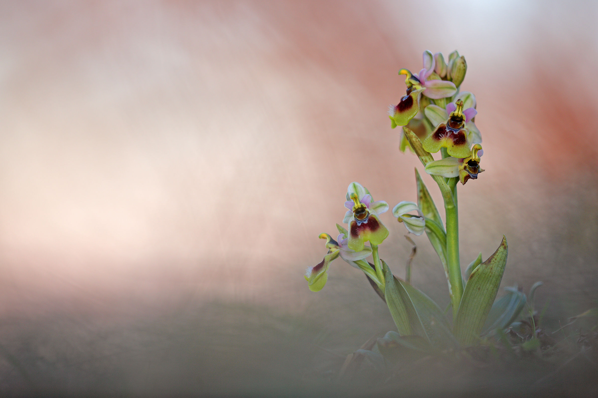 Ophrys tenthredinifera subsp. neglecta...