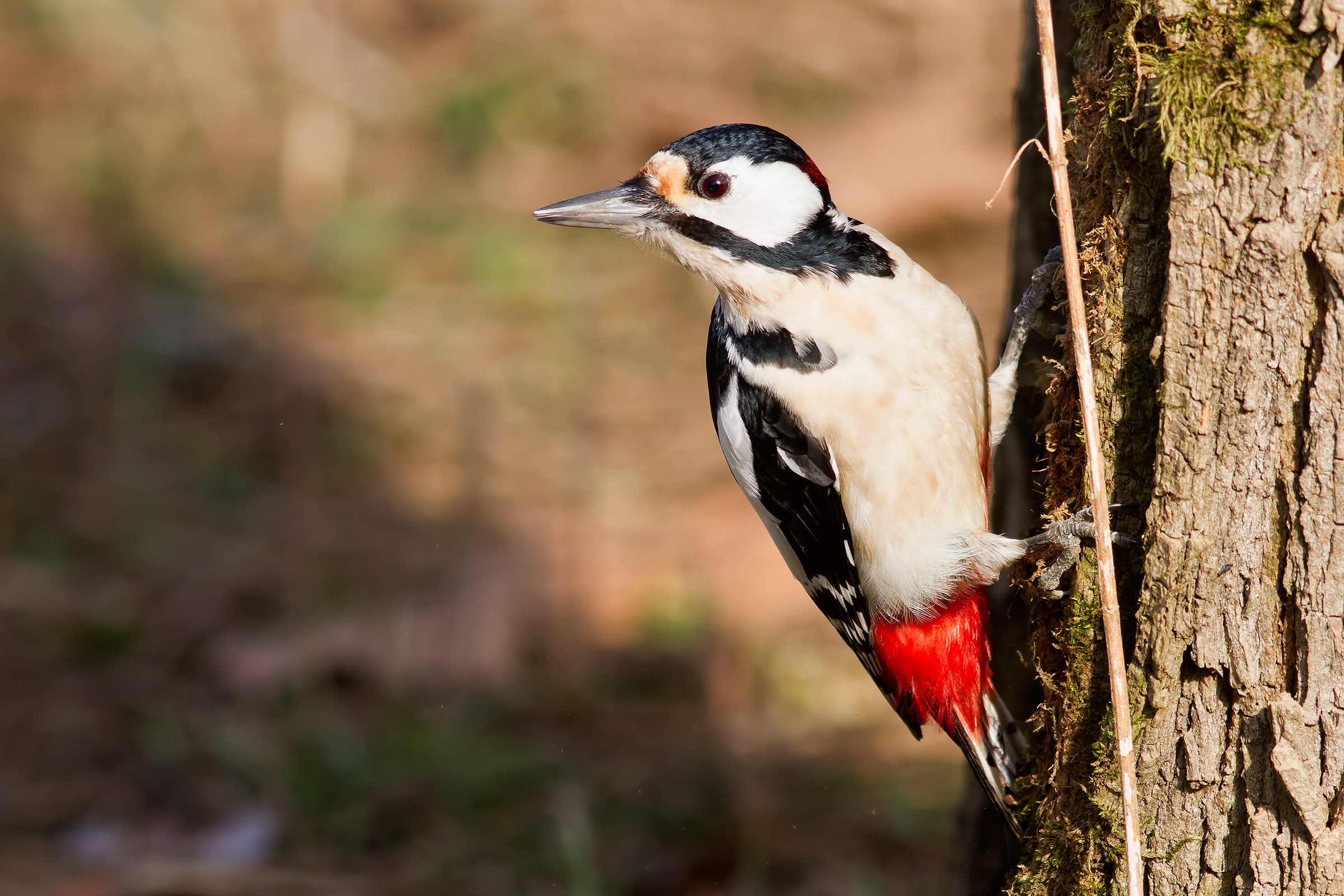 Woodpecker Roso Maggiore...