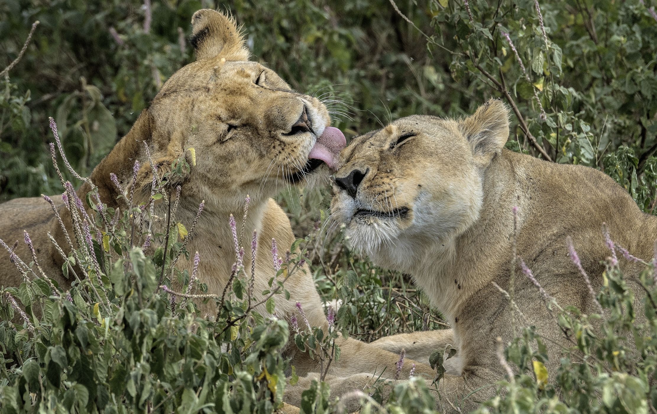 Tanzania 2015 - Cuddles...