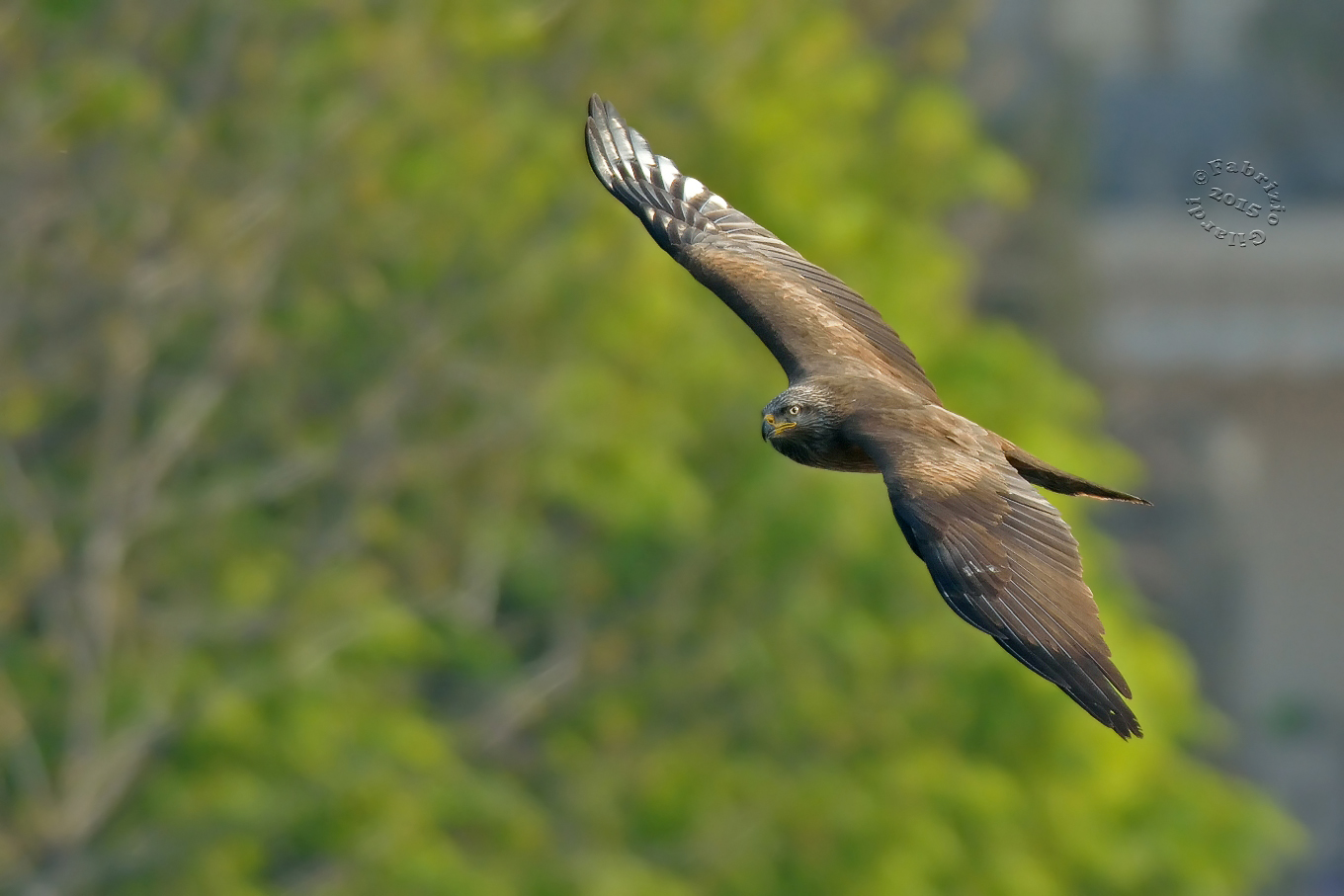 Black Kite (Milvus migrans)...