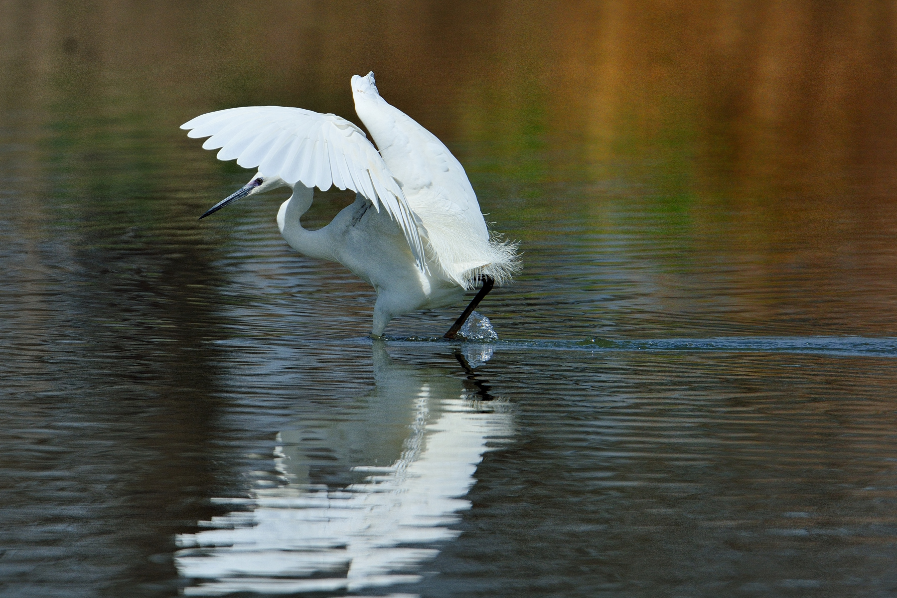 Egret fishing...