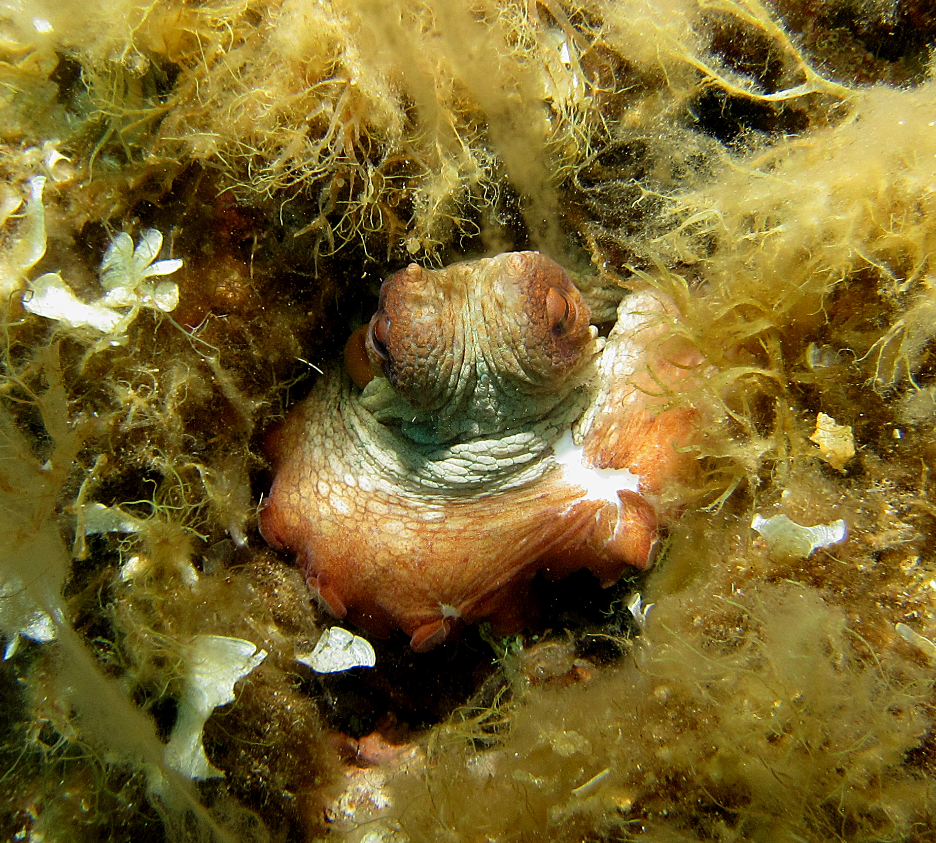 Octopus Aeolian-Lipari....
