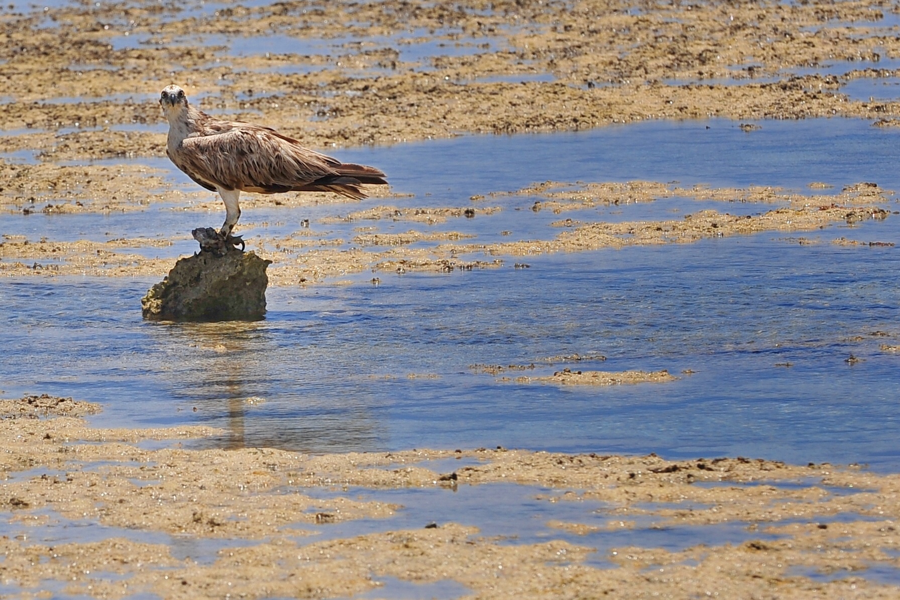 Falco pescatore.....