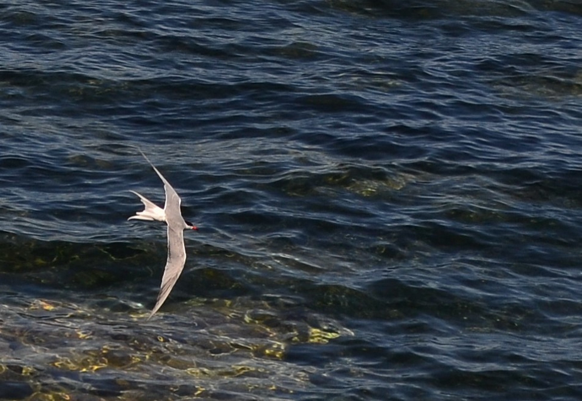 Beaulieu sur mer - France - Tern in flight....