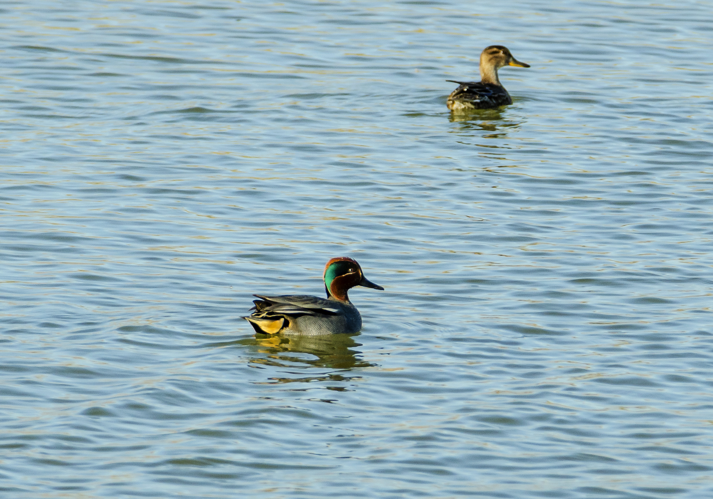 Teal (male and female)...