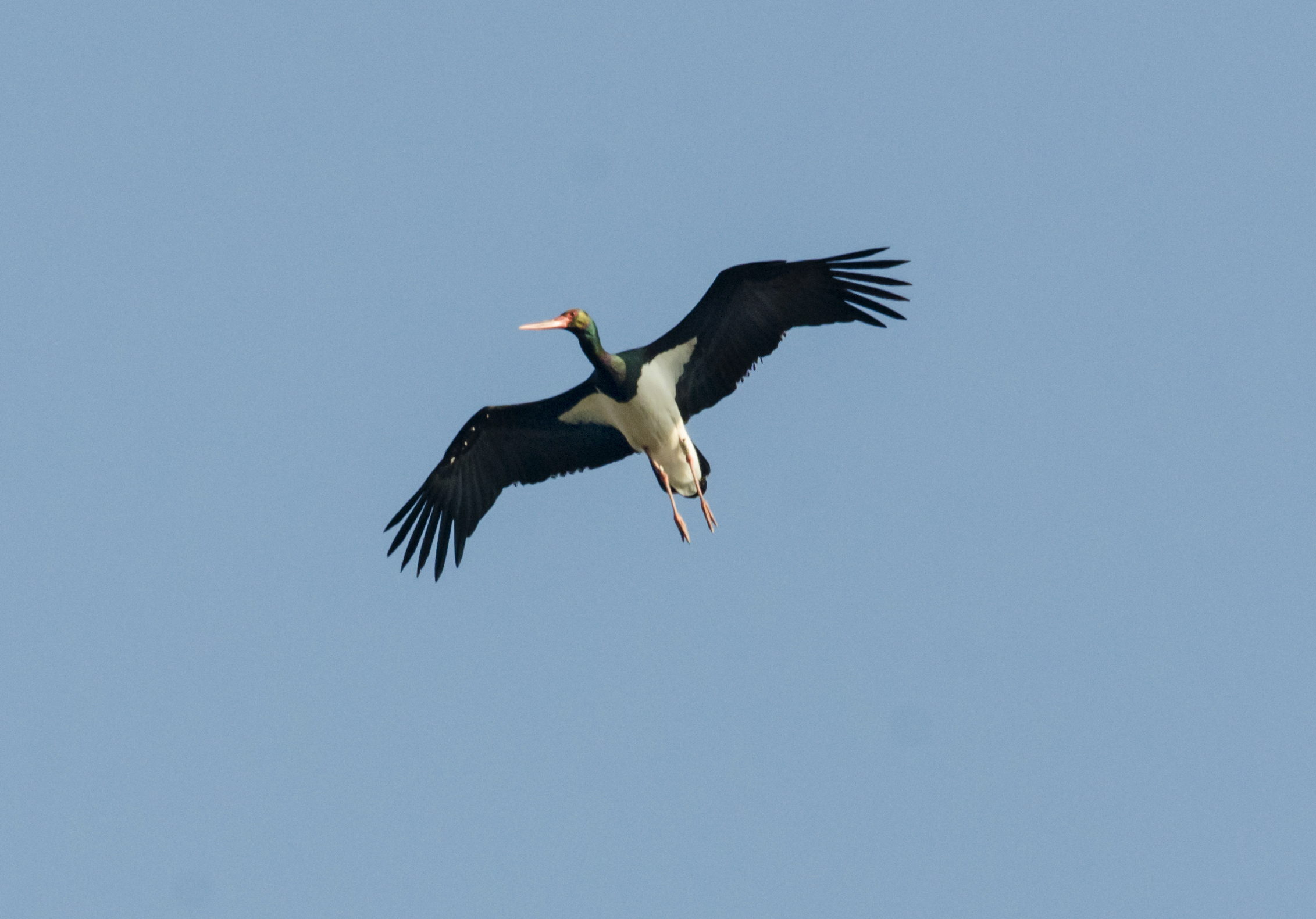 Black Stork in flight...