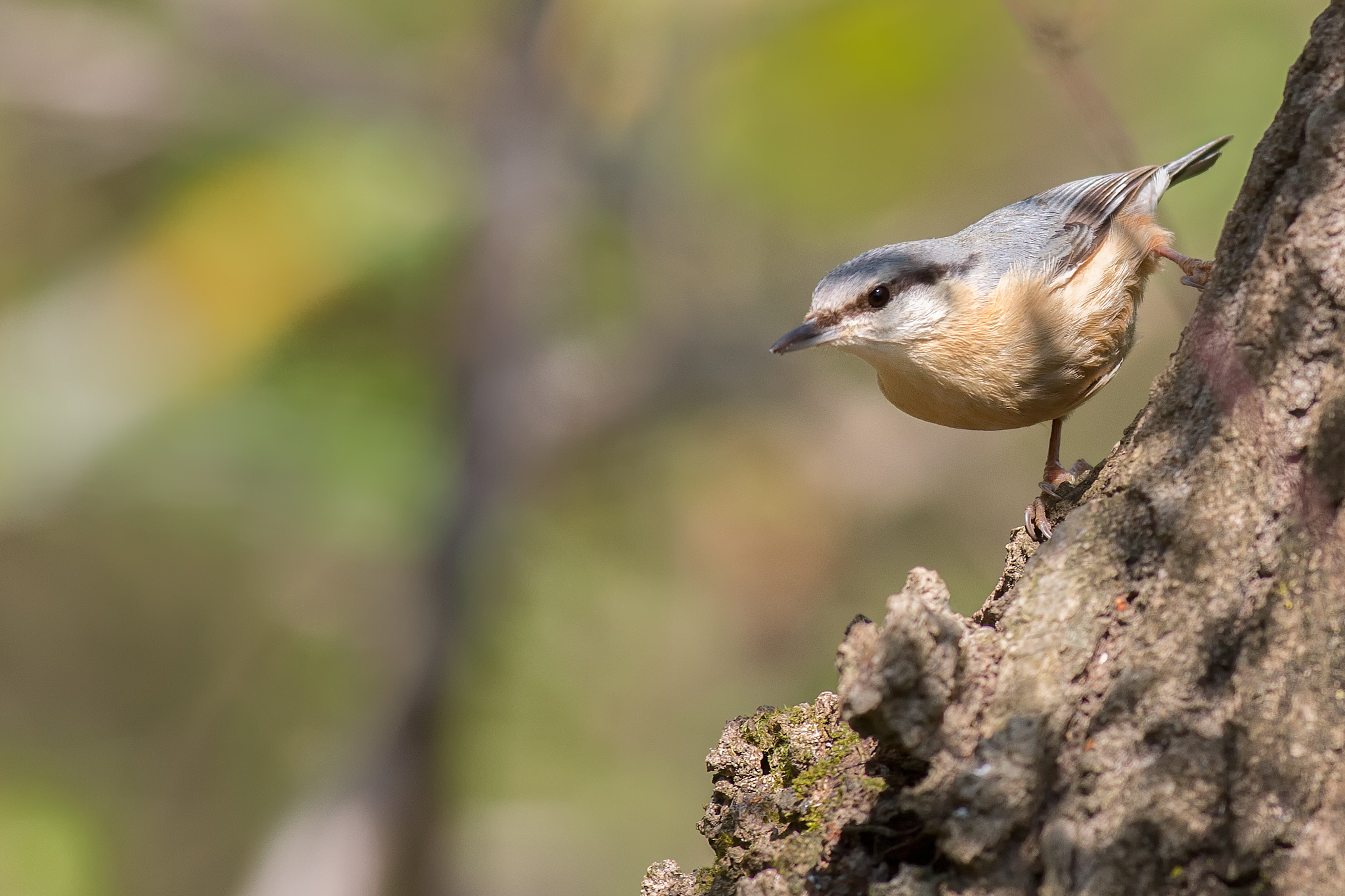 Nuthatch...