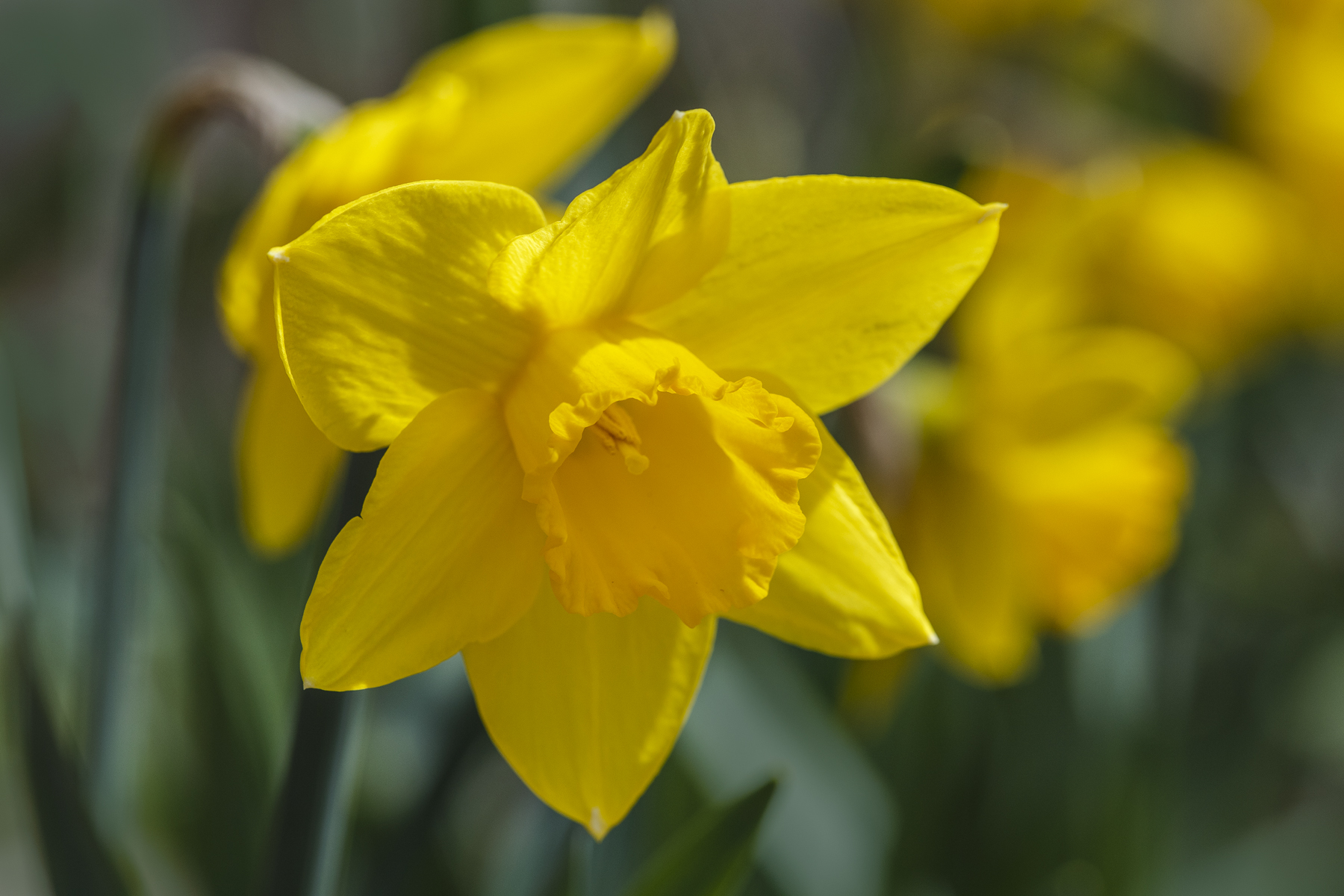 Daffodil 1...