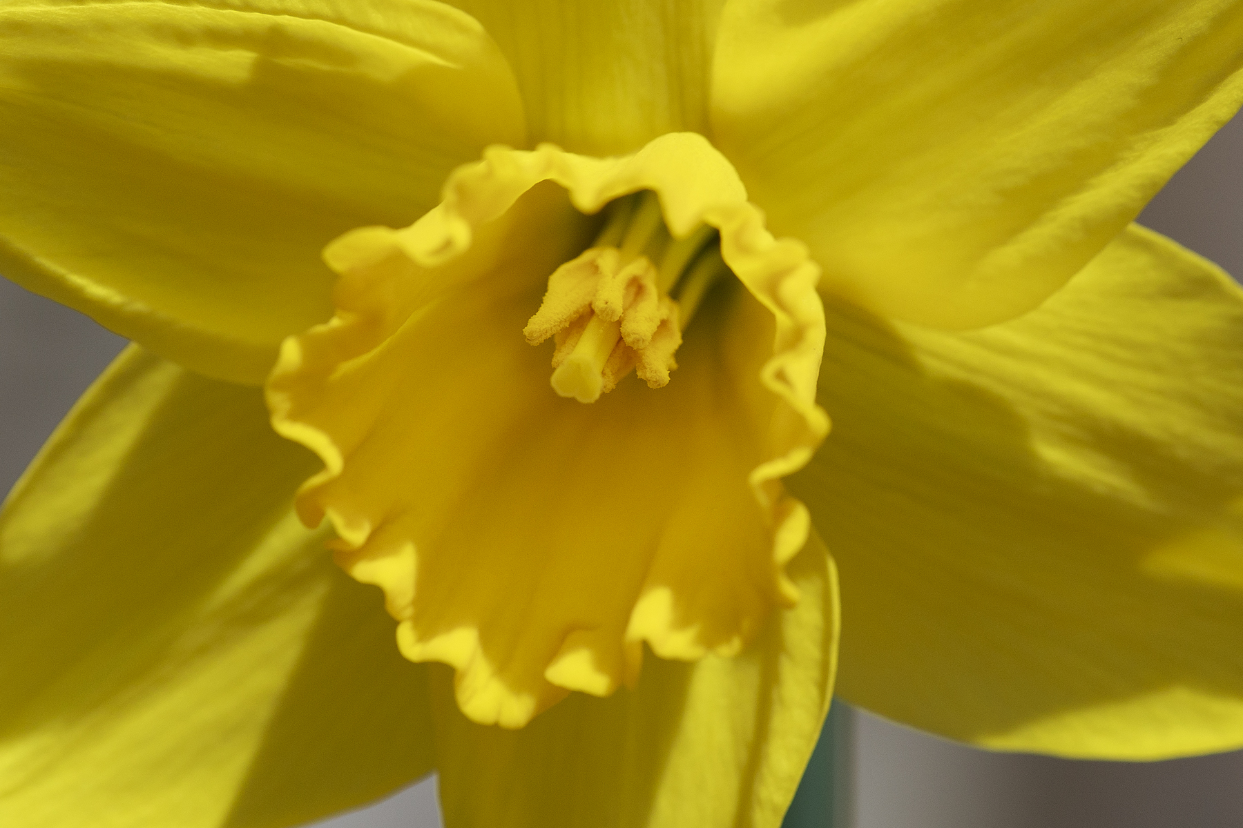 Daffodil 2...