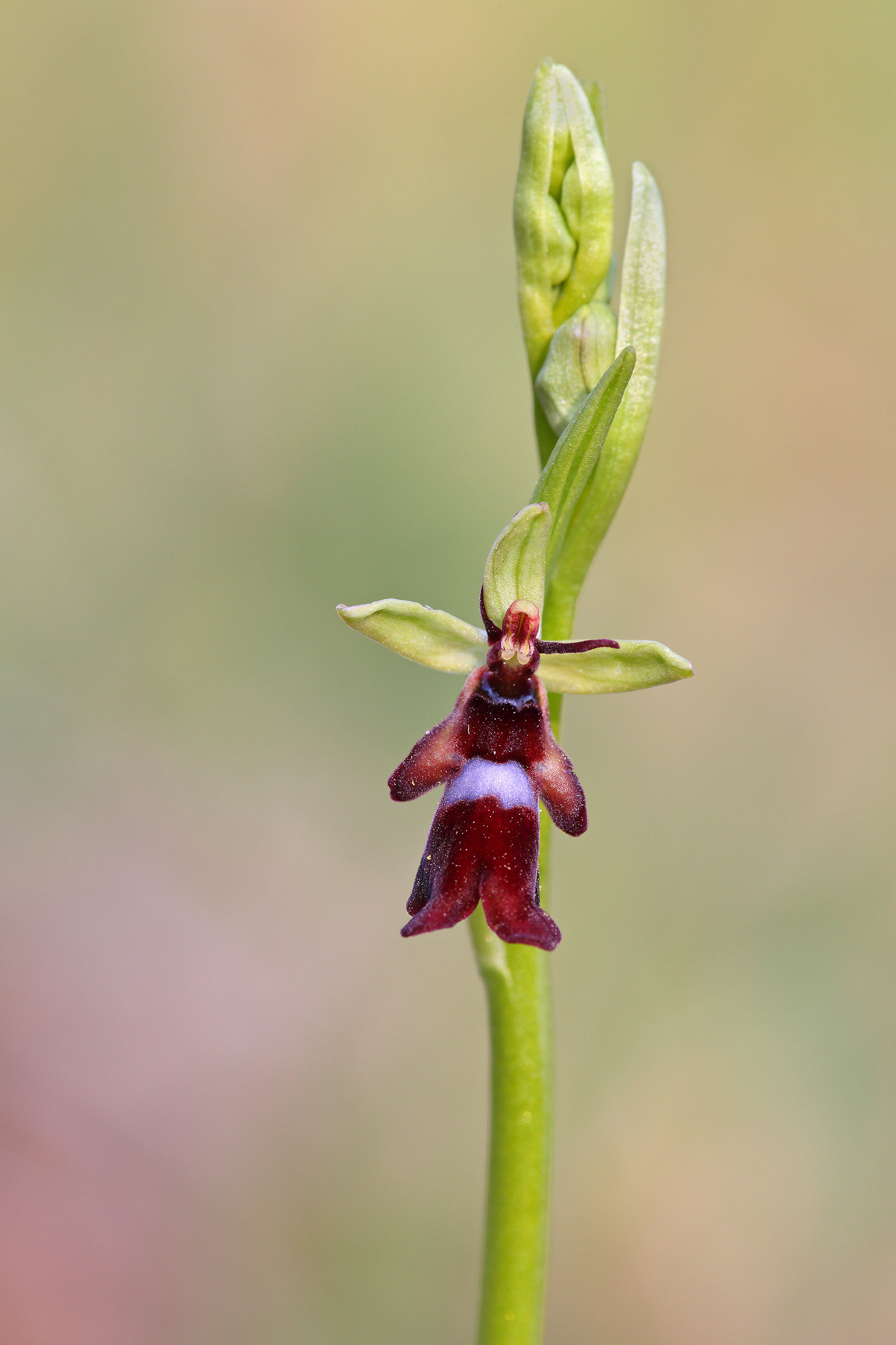 Ophrys insectifera...