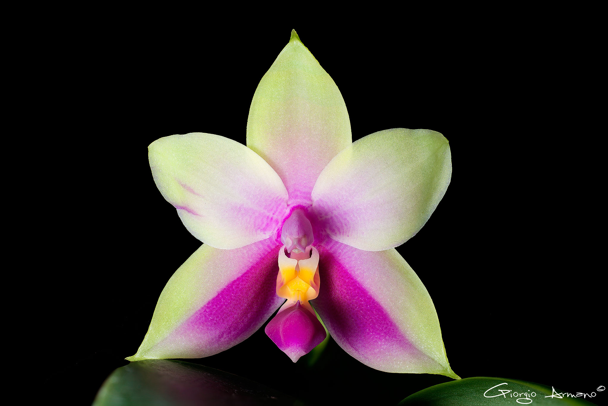 Phalaenopsis Bellina...
