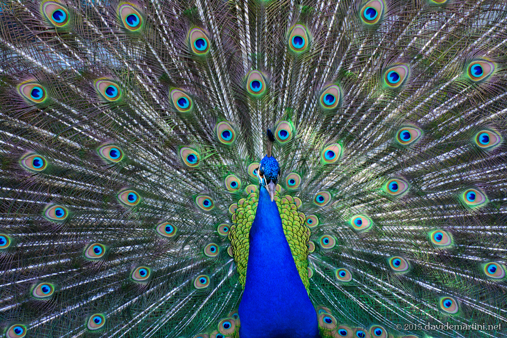 Peacock .. epslosione color...