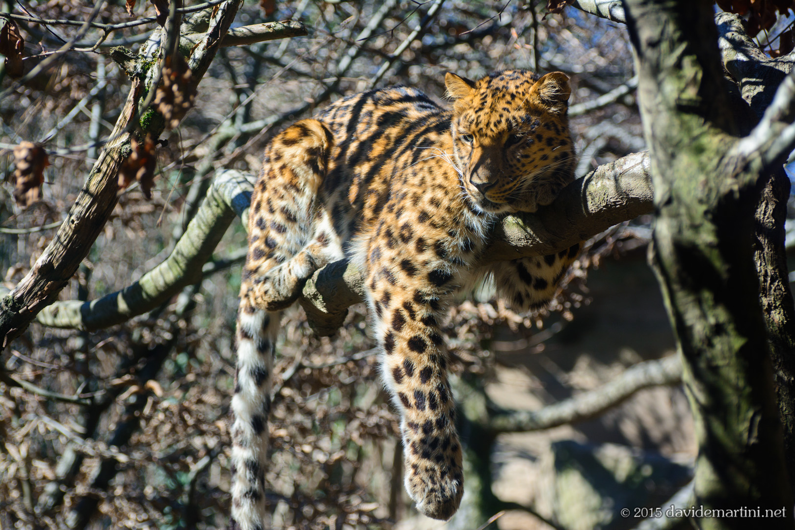 Leopardo dell'Amur...