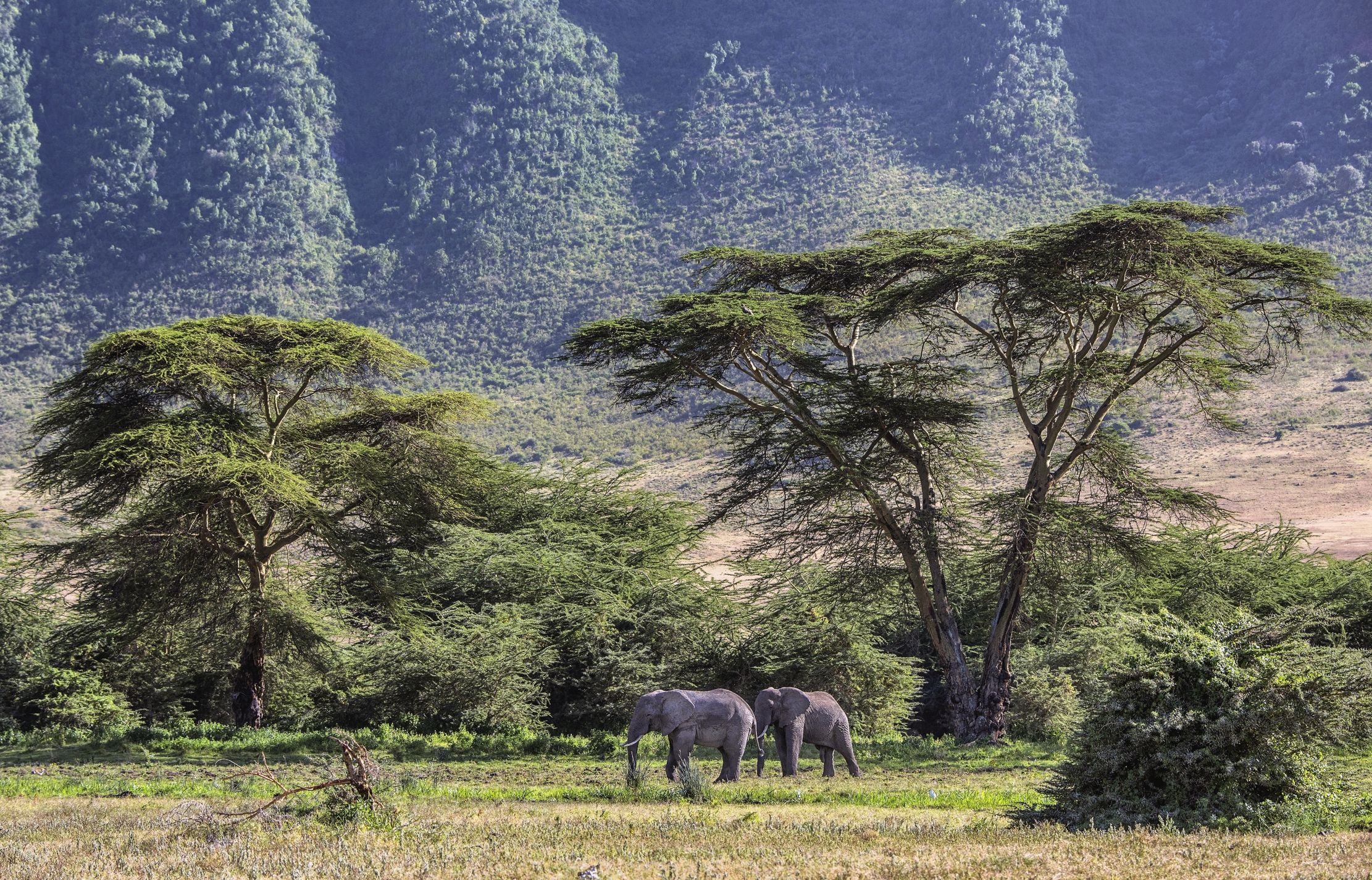 Tanzania 2015 - Ngorongoro...