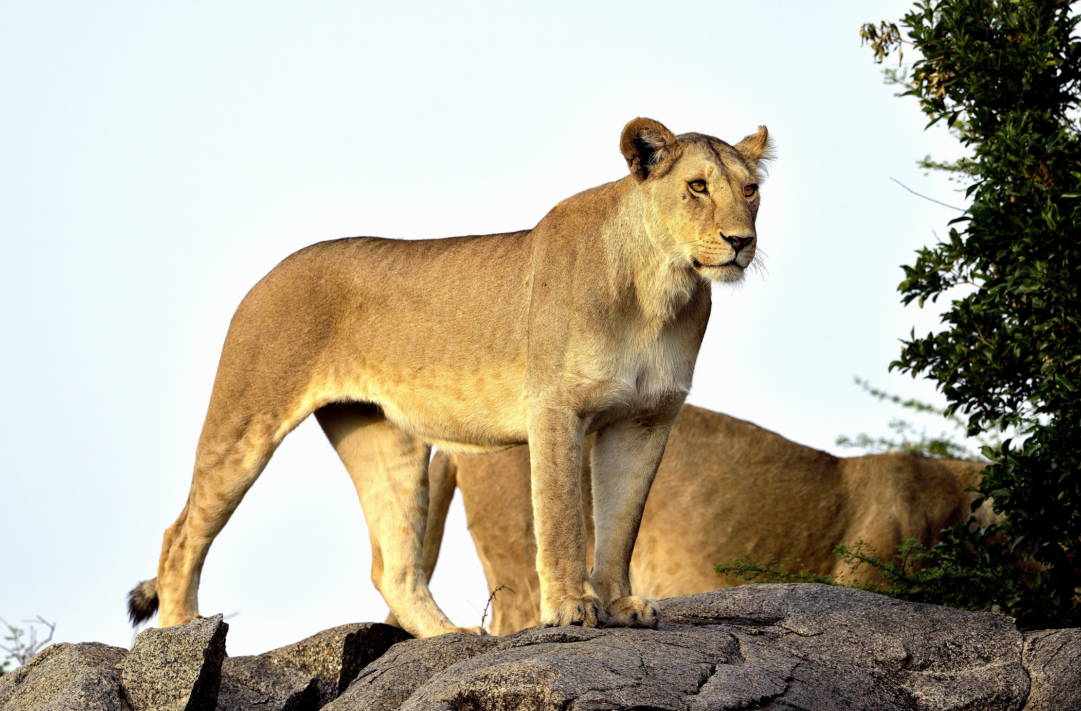 Tanzania 2015 - On Kopjes...