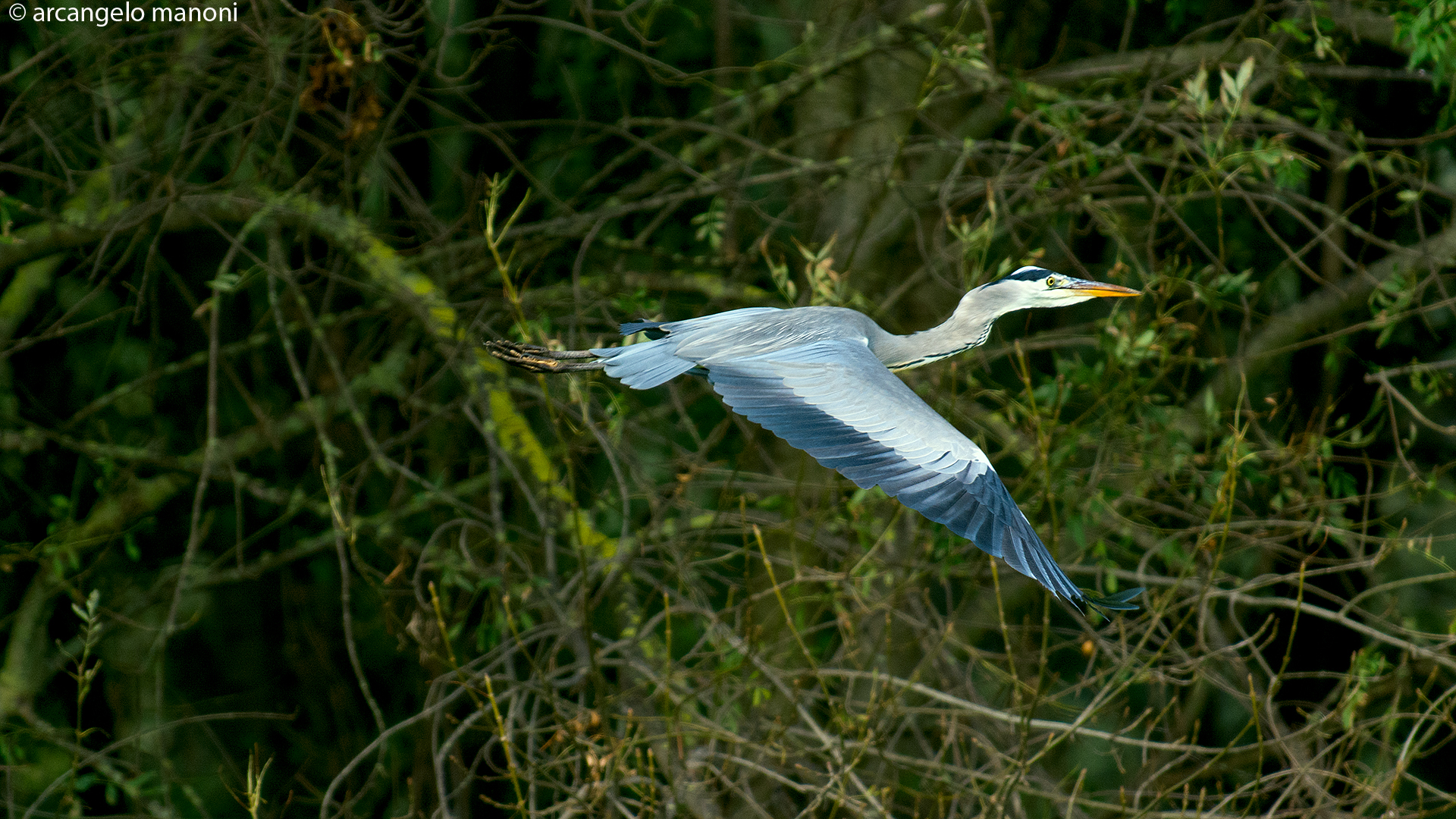 Grey Heron in flight...