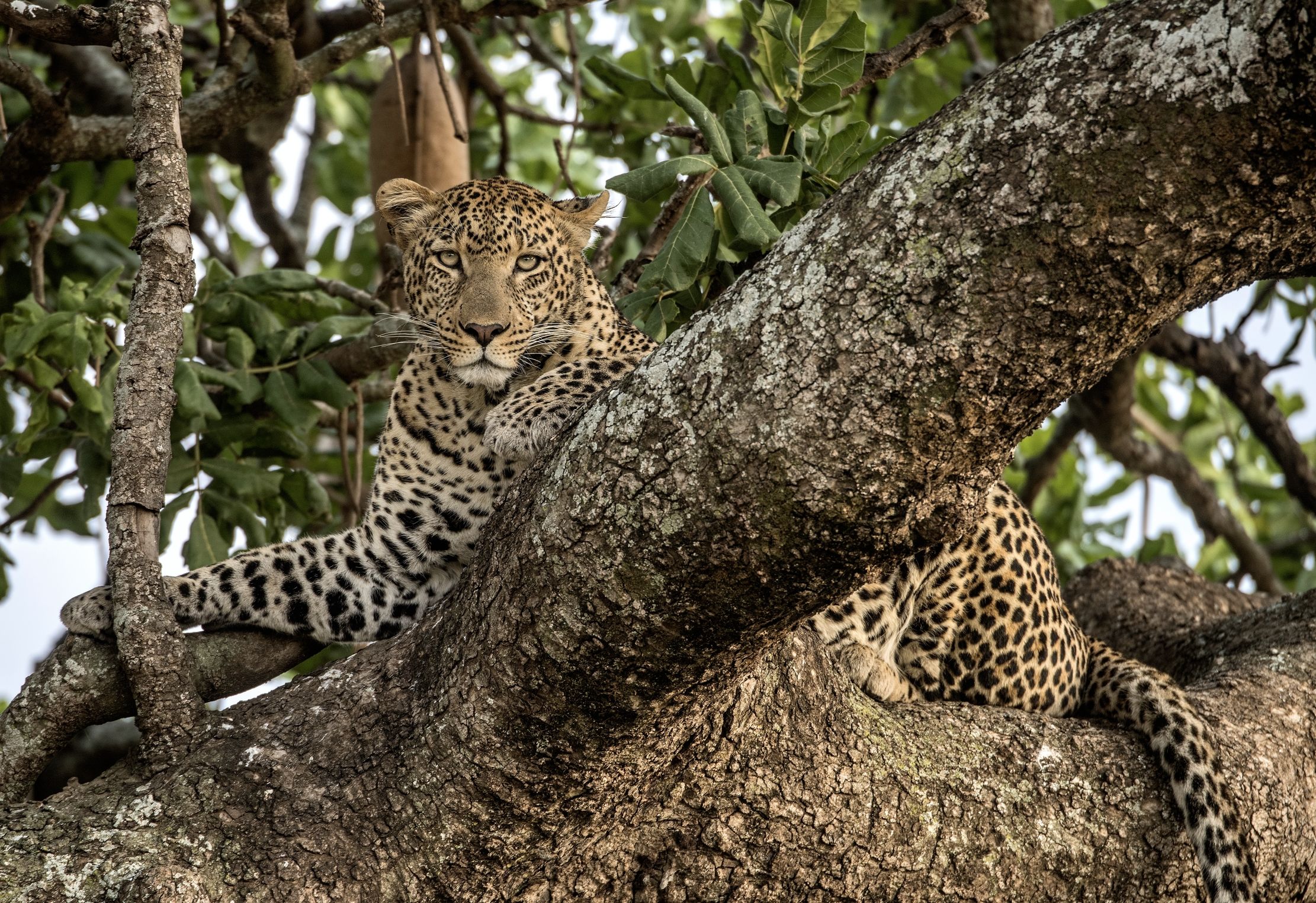 Tanzania 2015 - Leopard...