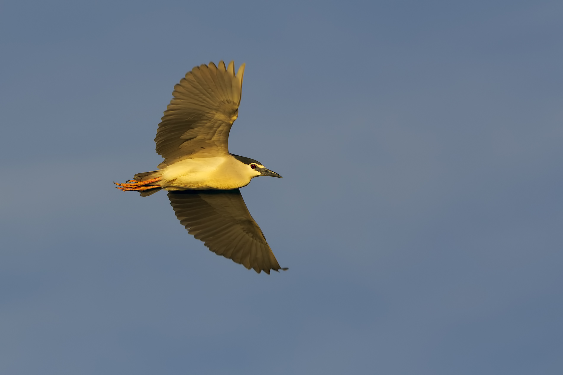 Night Heron in flight...