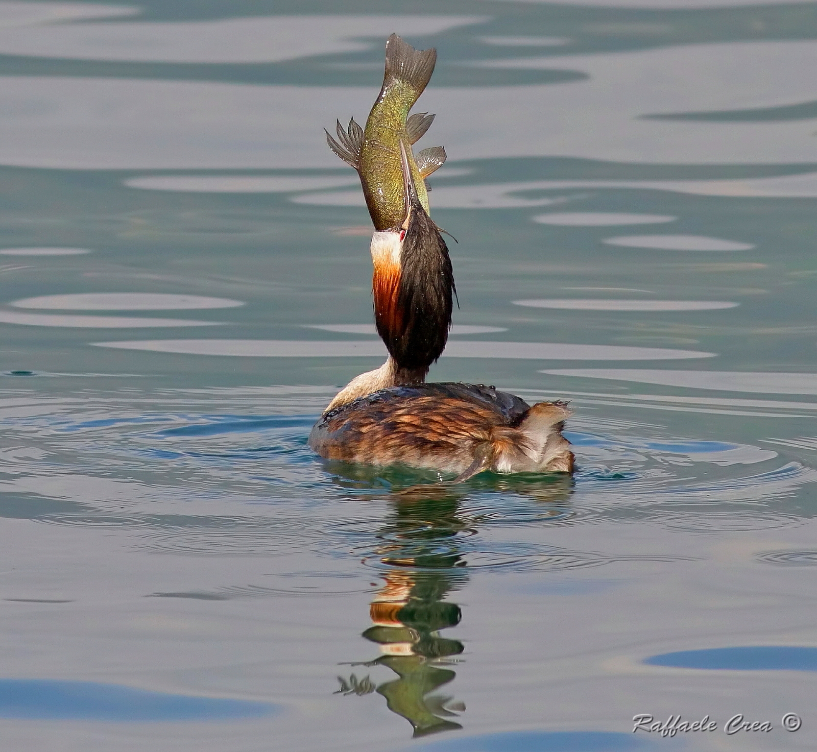 Grebe with Tench...