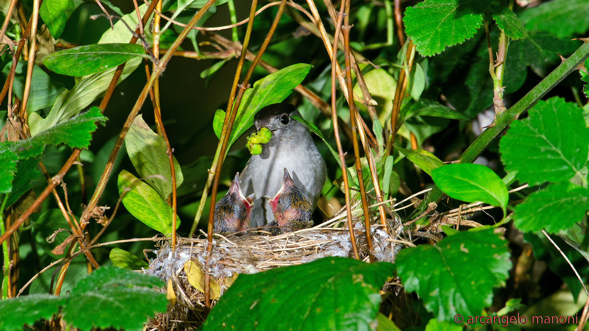 Male blackcap nest...