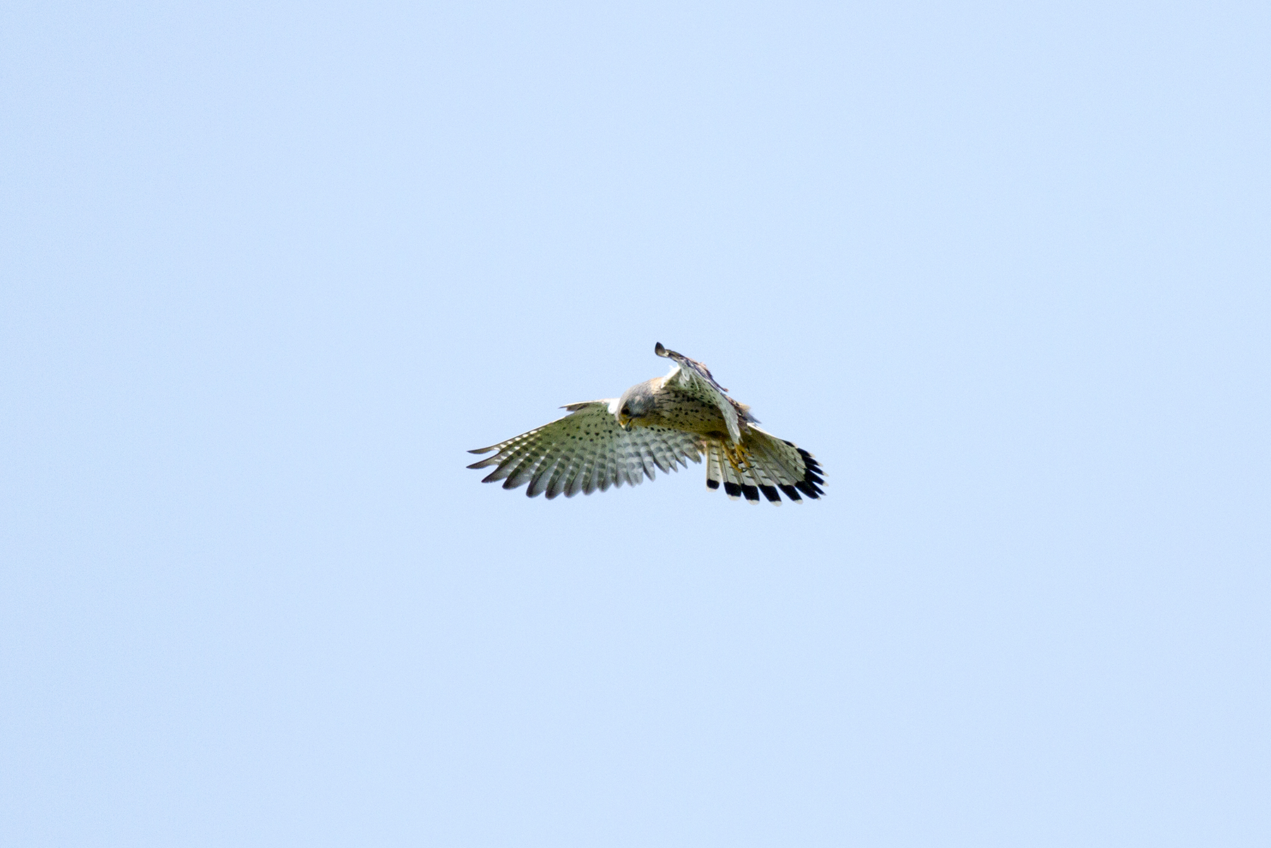 kestrel hunting...