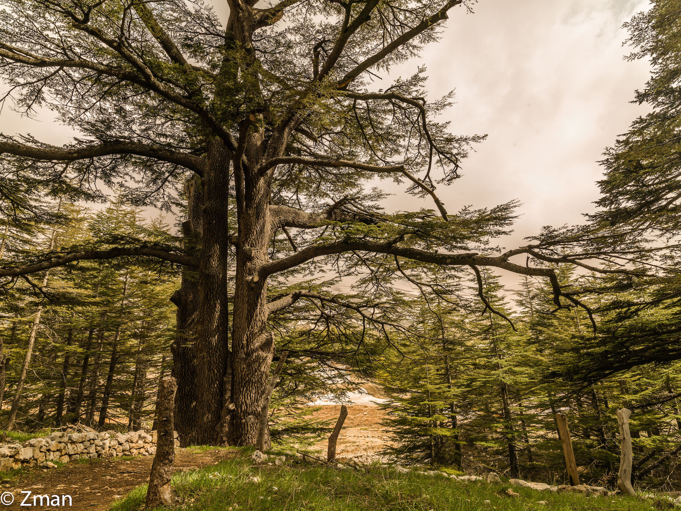 The Majestic Cedars Of Lebanon...