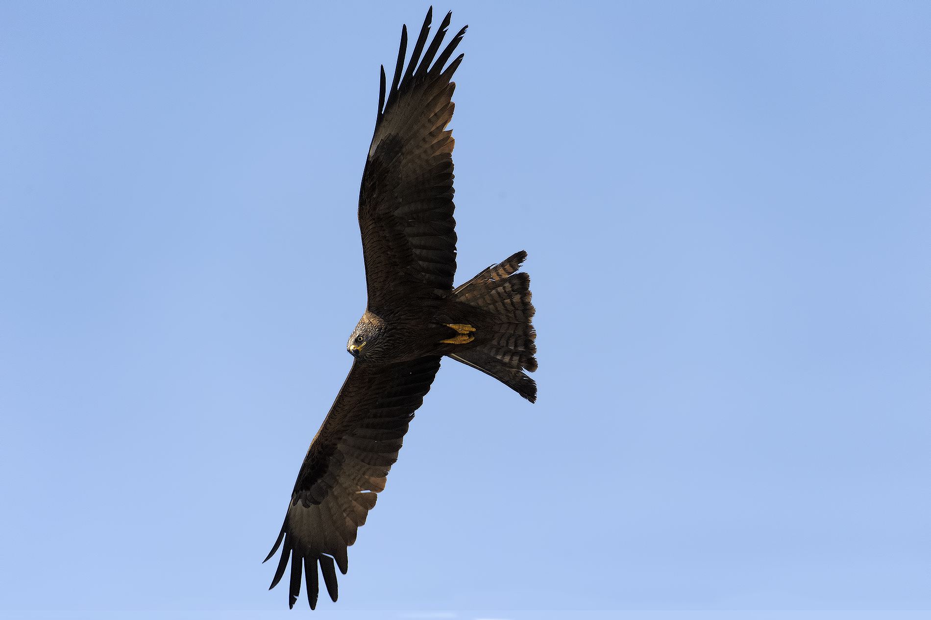 Black Kite...