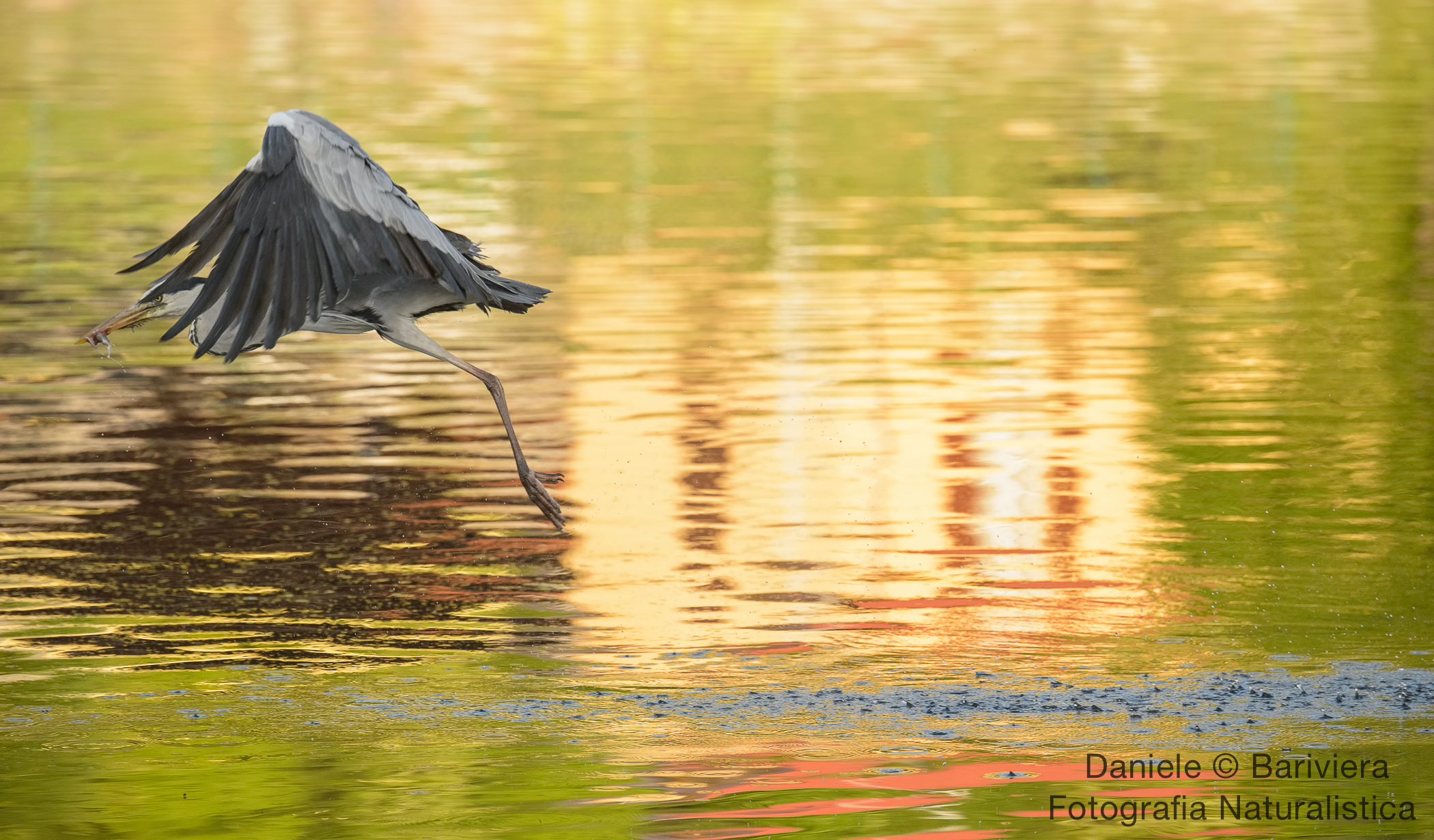 Heron in tecnicolors...