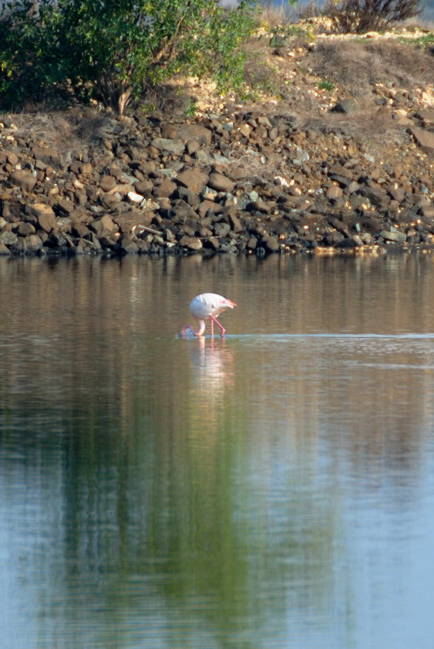Flamingo 5...