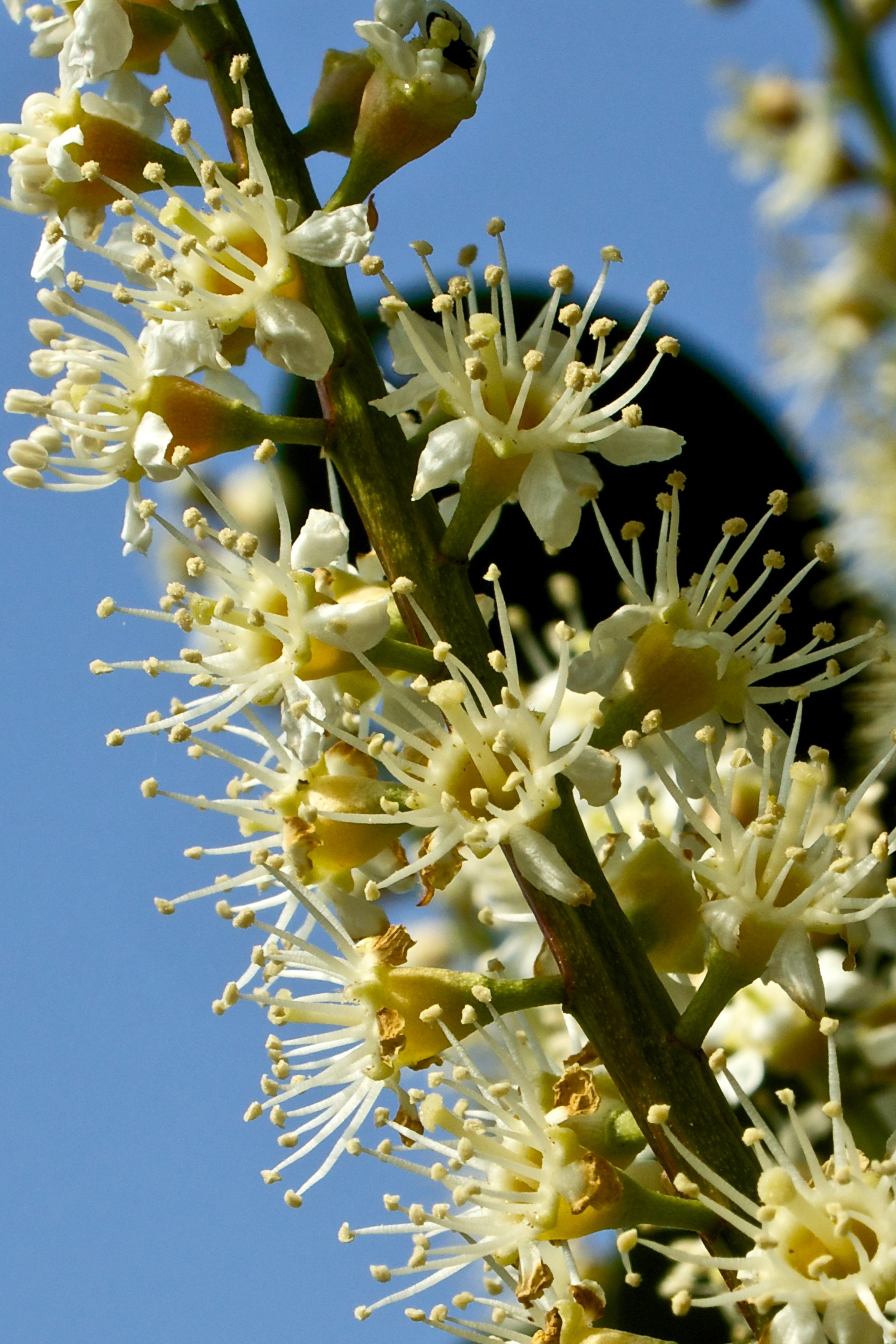 cherry laurel...