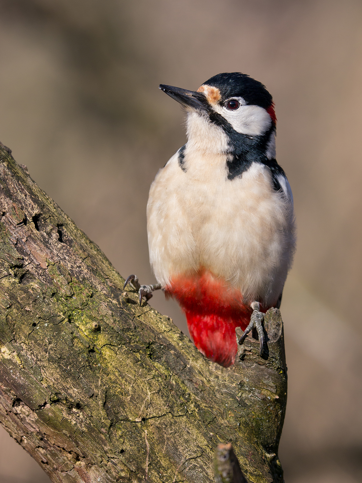 Spotted Woodpecker (male)...
