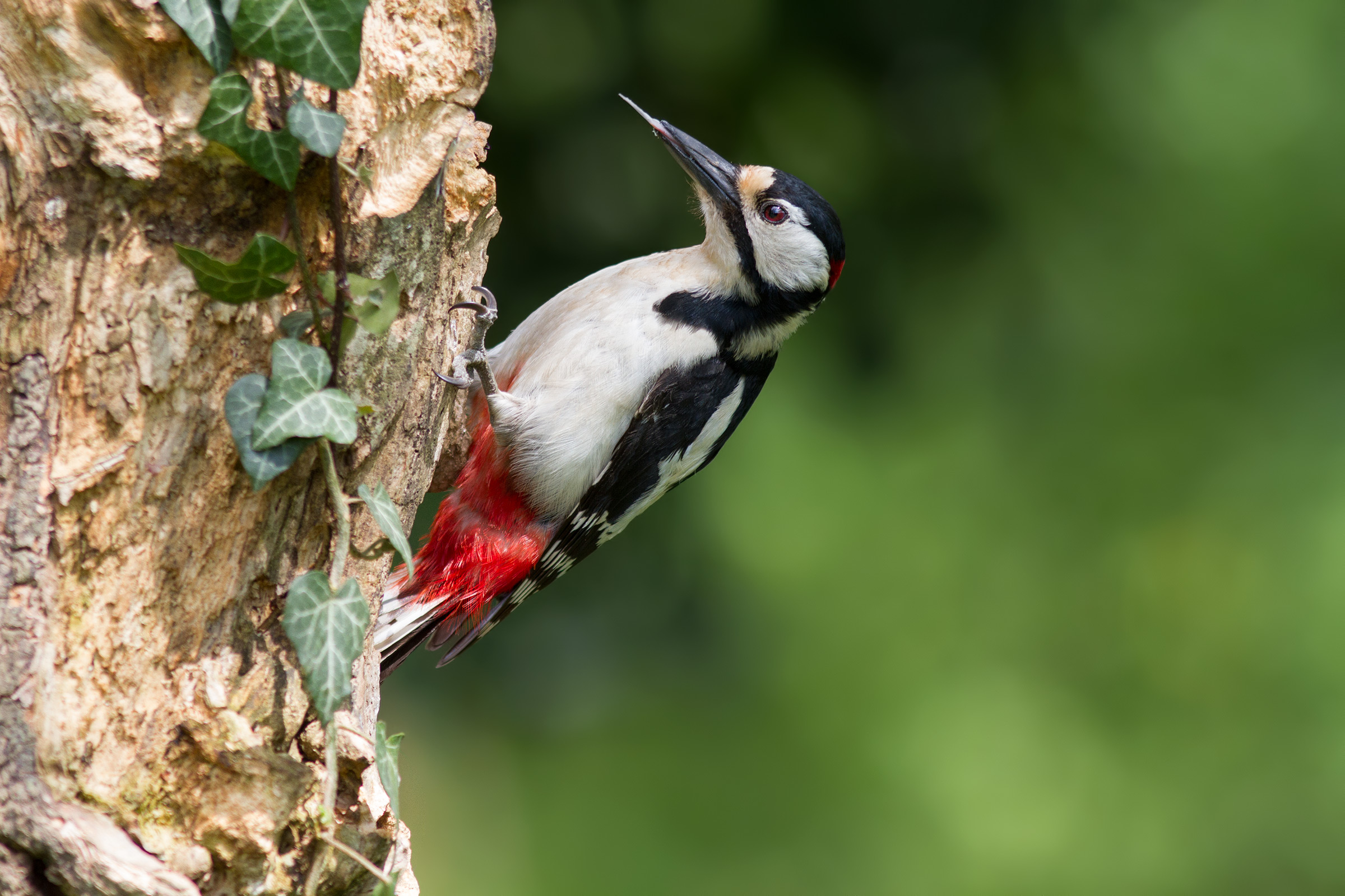 The fart of Spotted Woodpecker...