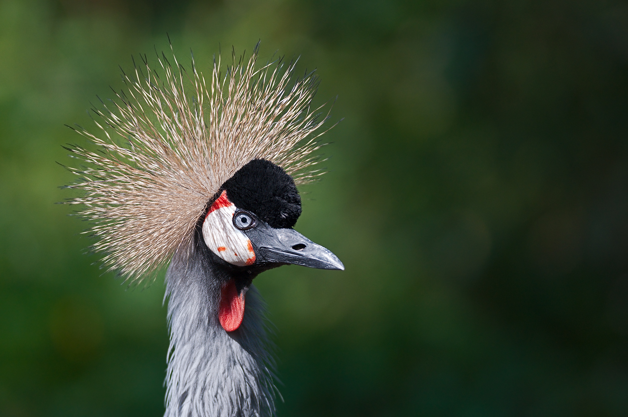 crested crane...