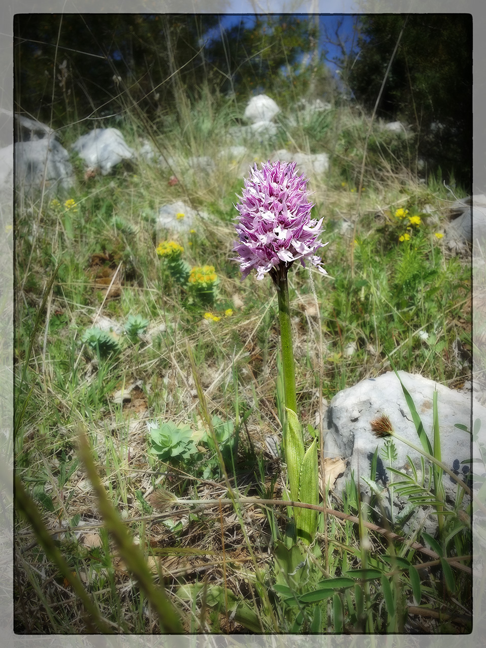 Orchis Italica...