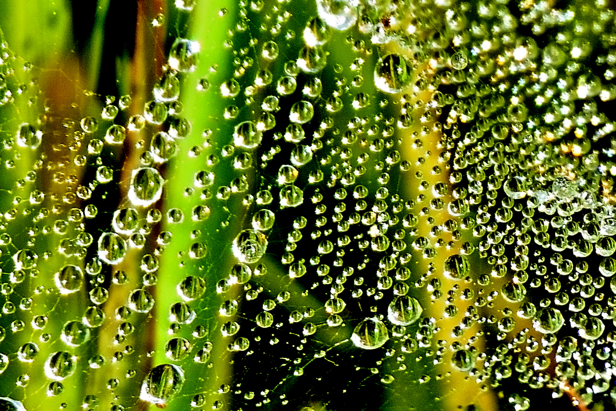 Drops of morning dew...